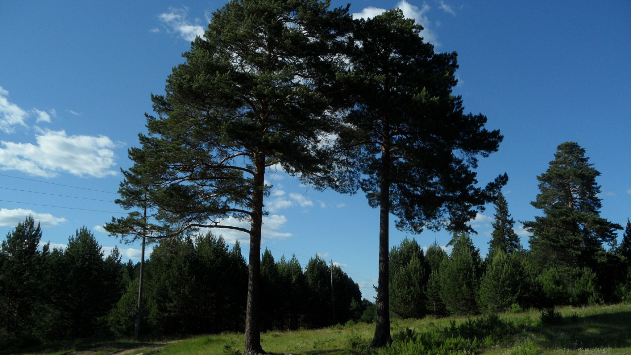 Обои дерево, природный ландшафт, природа, окружающая среда, древесные растения в разрешении 1280x720
