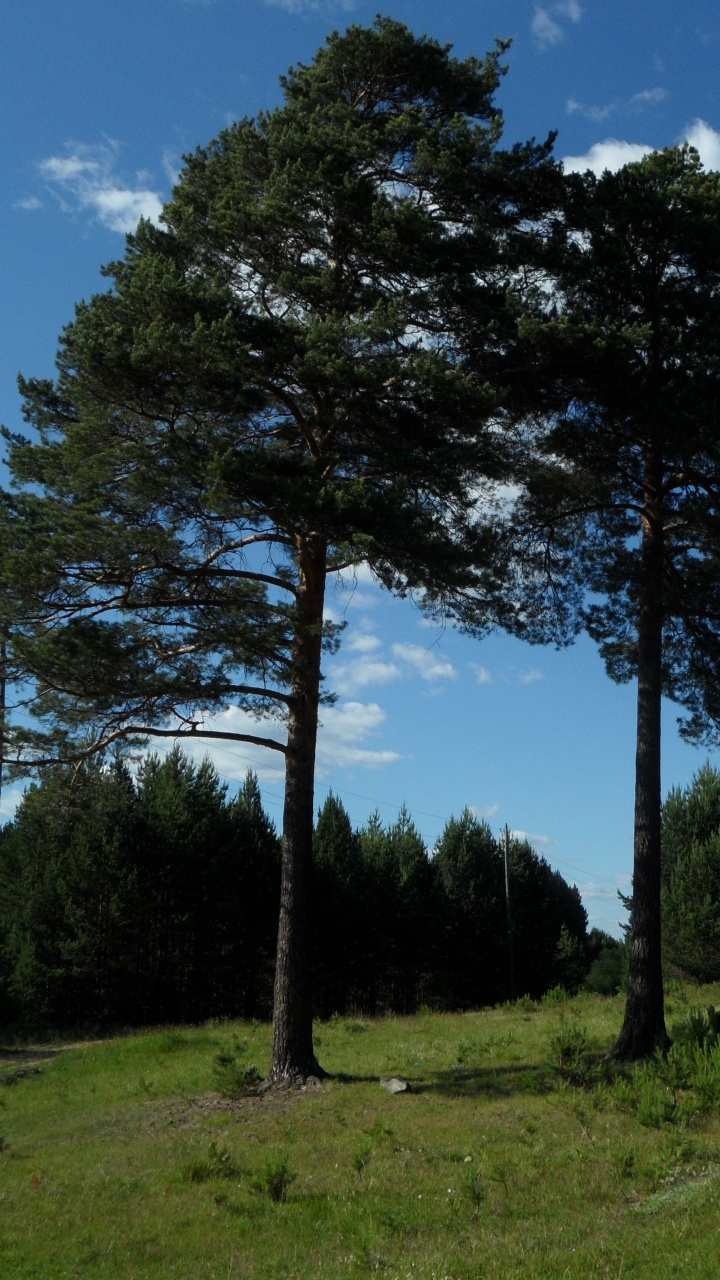 Обои дерево, природный ландшафт, природа, окружающая среда, древесные растения в разрешении 720x1280