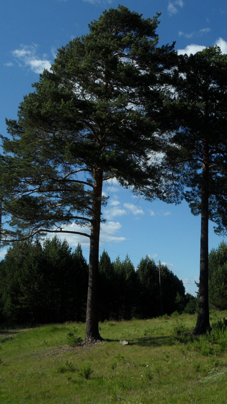 Обои дерево, природный ландшафт, природа, окружающая среда, древесные растения в разрешении 750x1334
