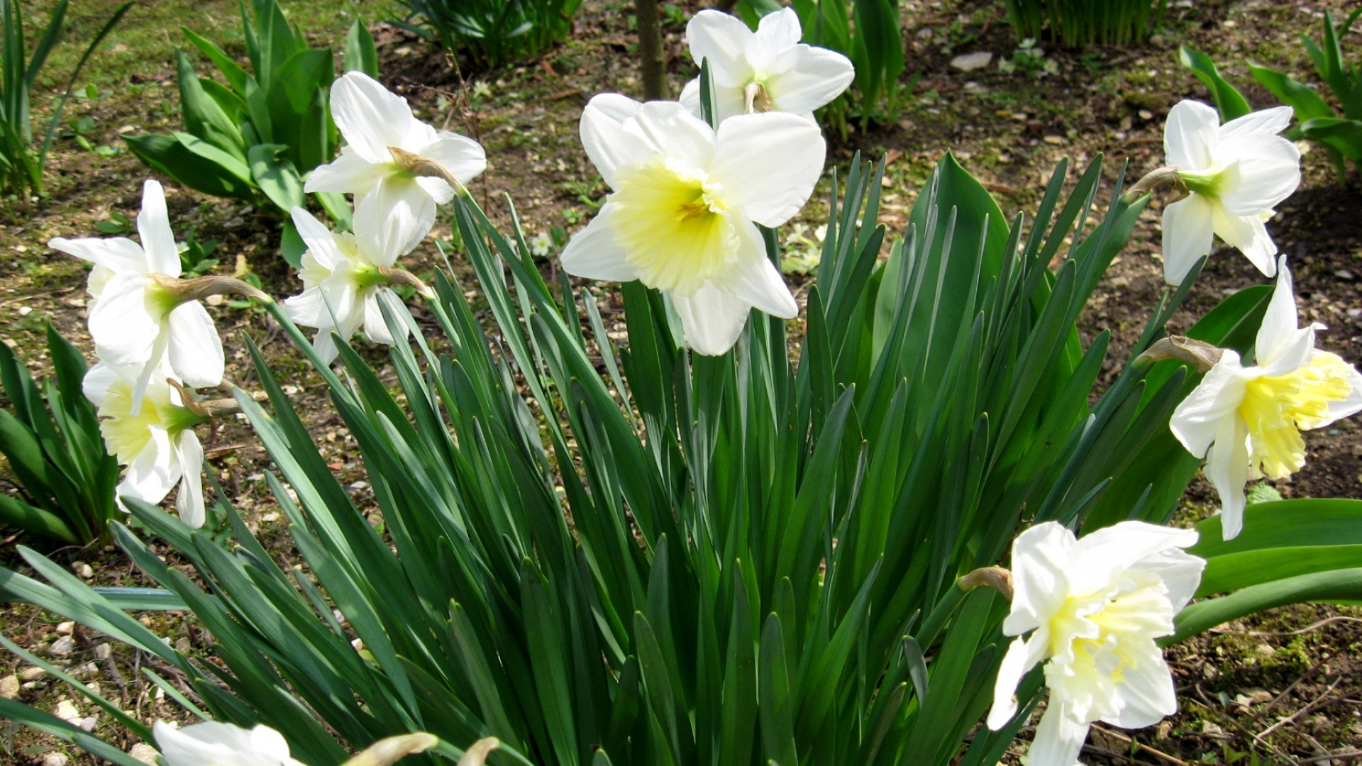 Обои цветковое растение, лепесток, весна, семья амариллис, Нарцисс в разрешении 1920x1080