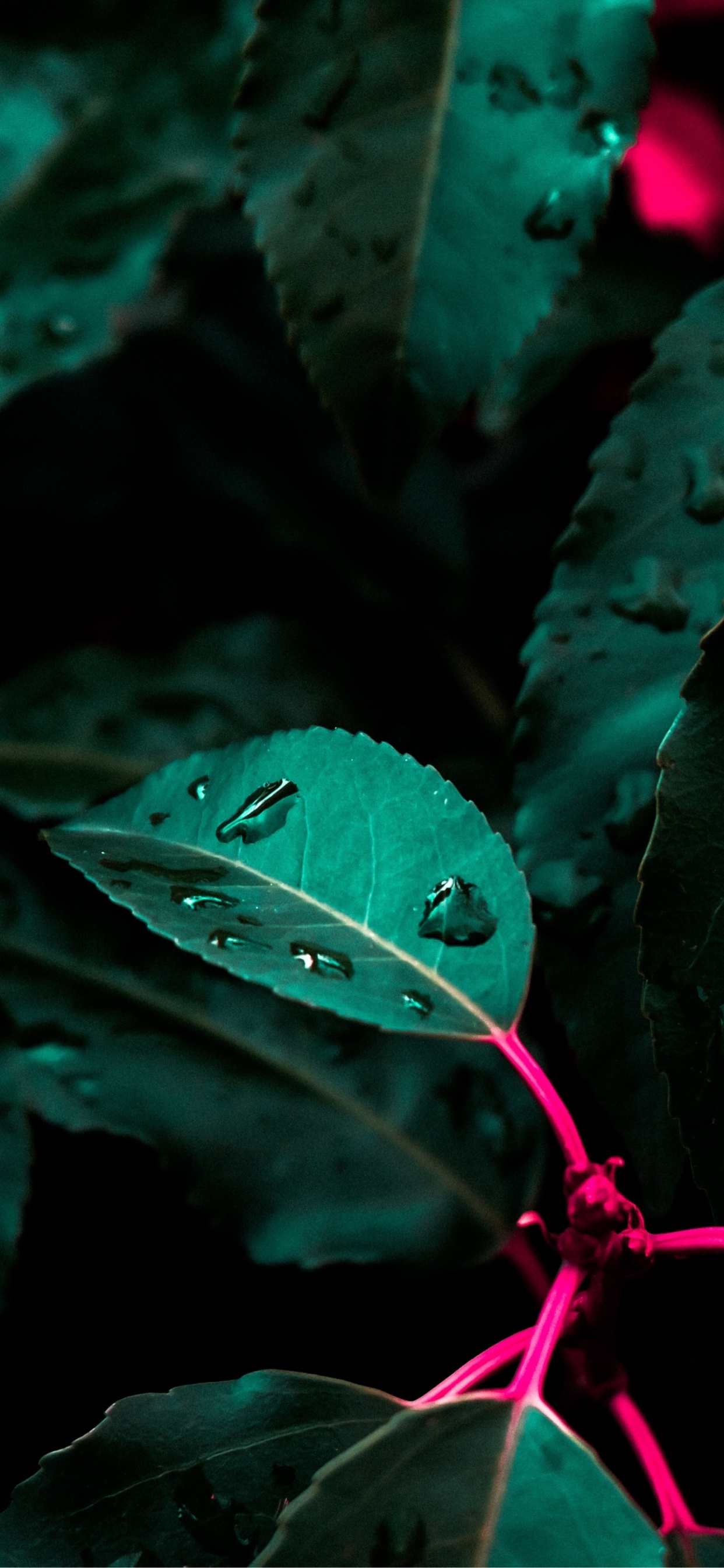 Обои зеленый, растение, ботаники, лепесток, наземное растение в разрешении 1242x2688