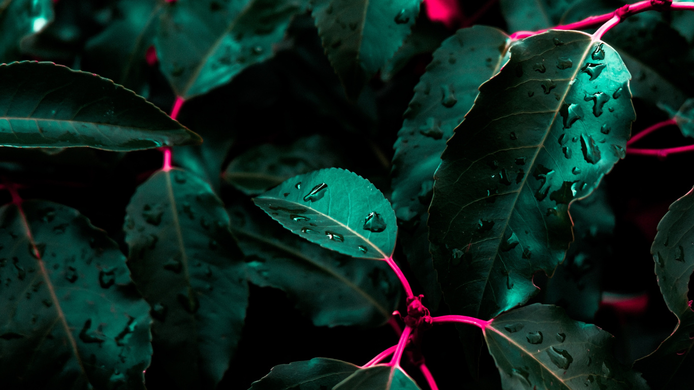 Обои зеленый, растение, ботаники, лепесток, наземное растение в разрешении 1366x768