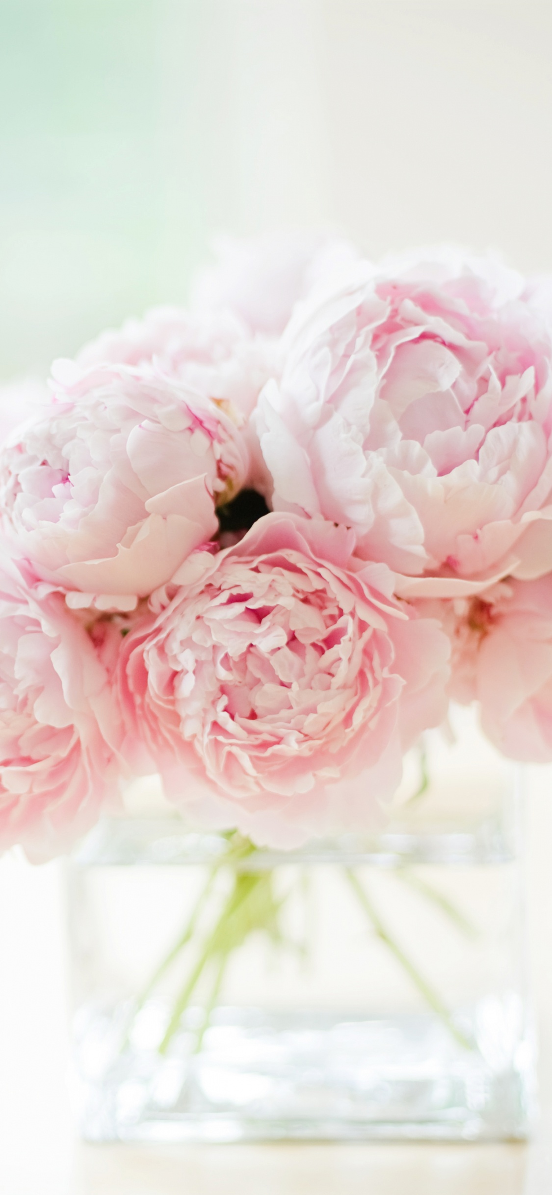 Обои пионы белые и розовые, пион, цветок, белые, розовый в разрешении 1125x2436