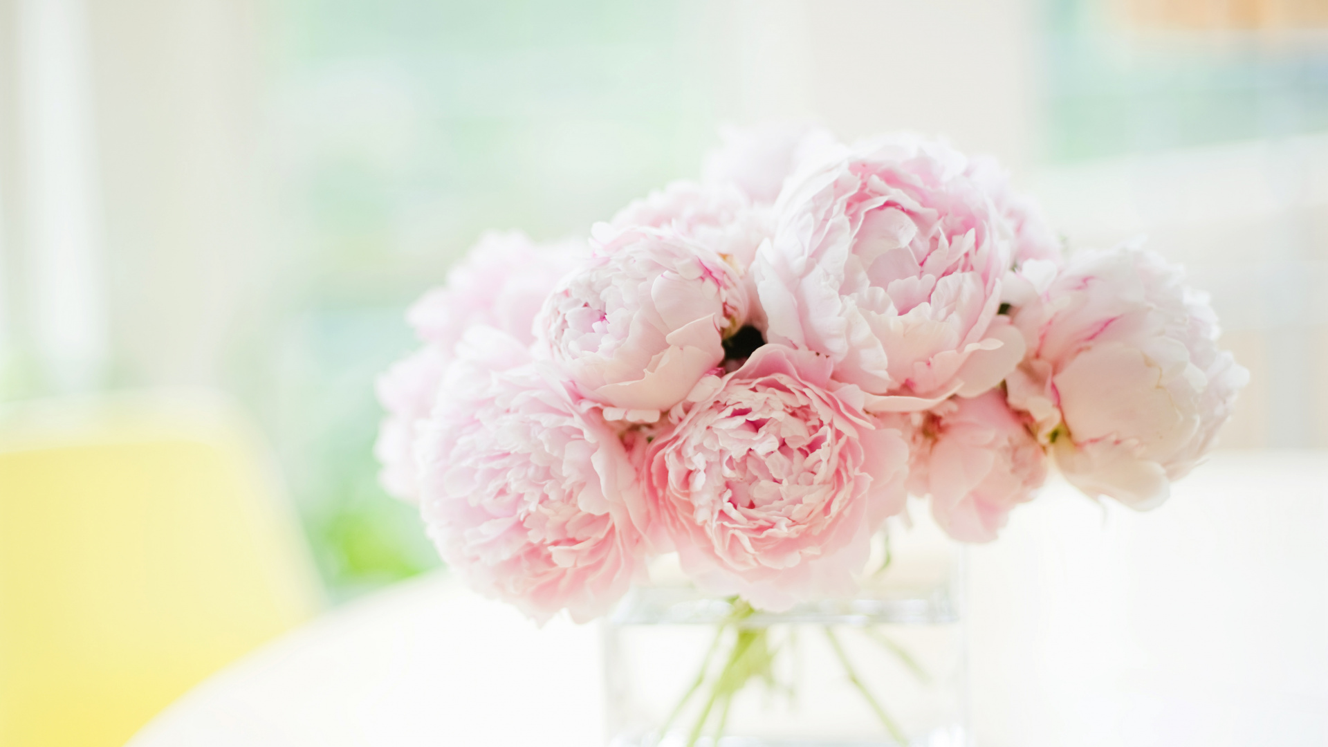 Обои пионы белые и розовые, пион, цветок, белые, розовый в разрешении 1920x1080