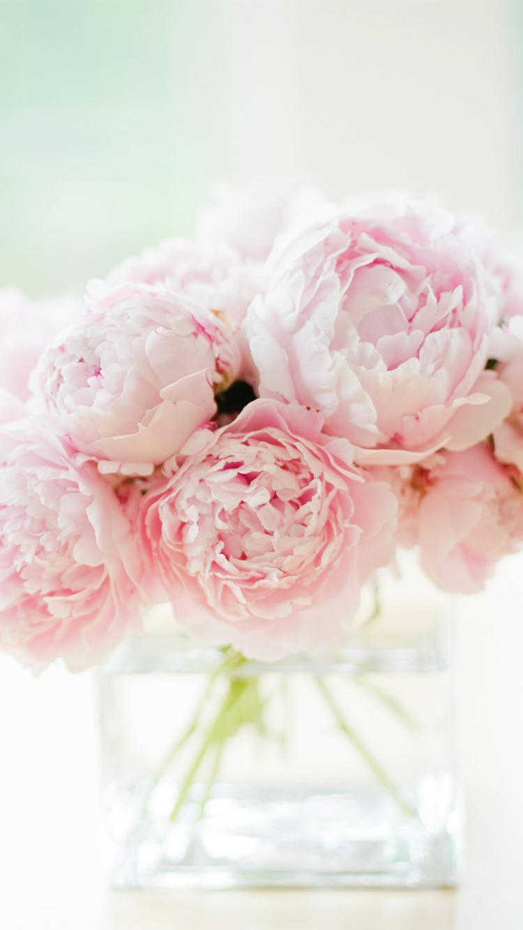 Обои пионы белые и розовые, пион, цветок, белые, розовый в разрешении 750x1334