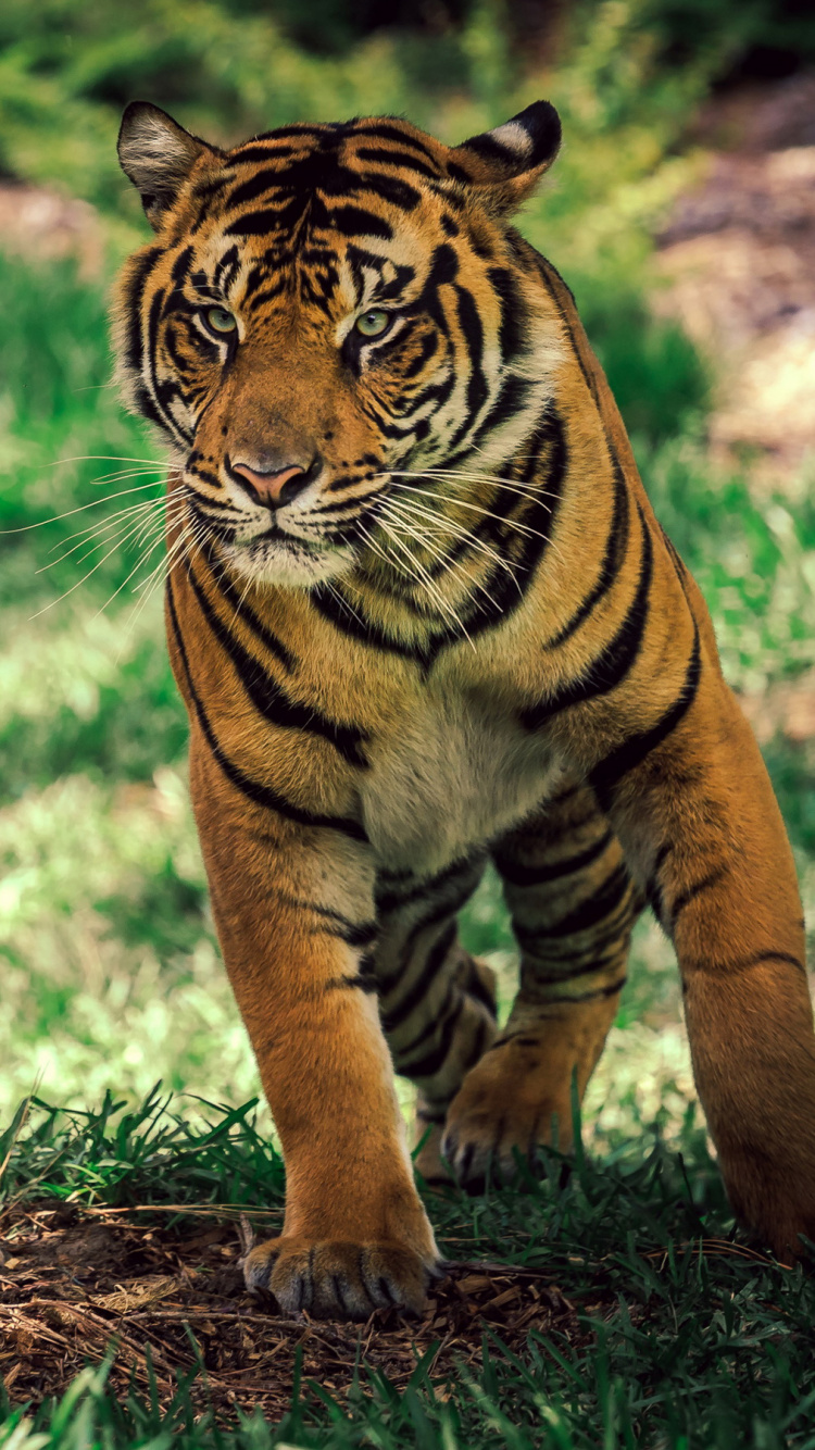 Обои тигр, живая природа, наземные животные, Амурский тигр, джунгли в разрешении 750x1334