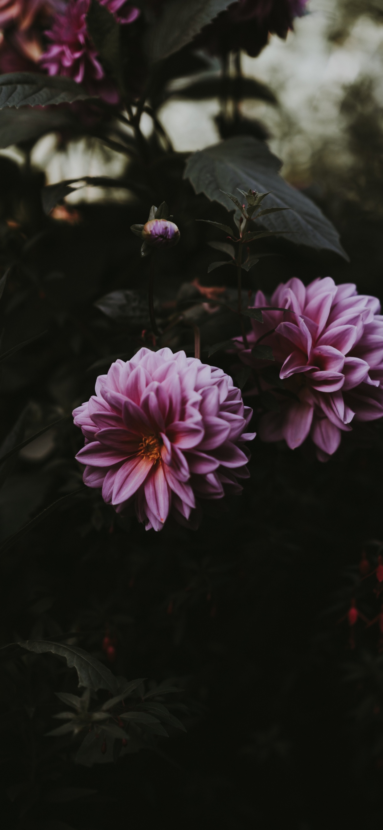 Обои смартфон, цветок, лепесток, розовый, растение в разрешении 1242x2688