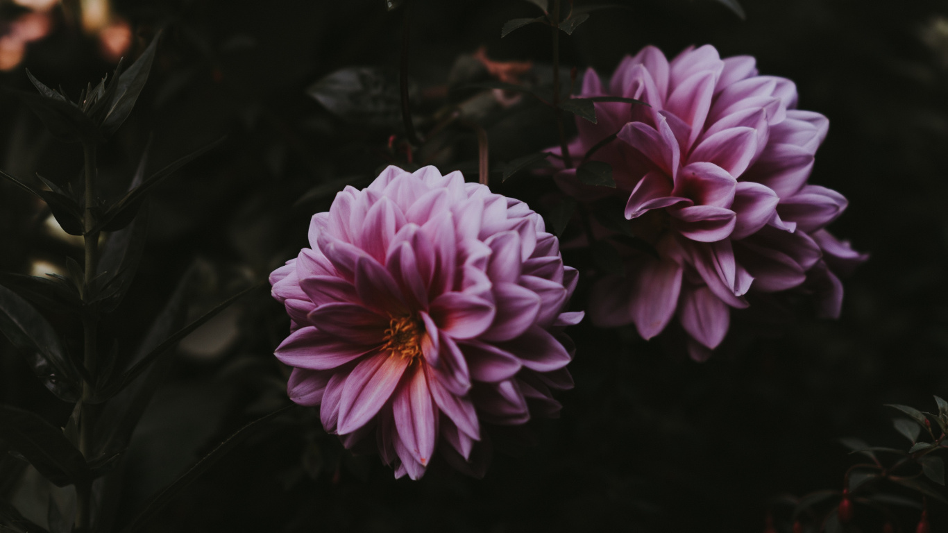 Обои смартфон, цветок, лепесток, розовый, растение в разрешении 1366x768