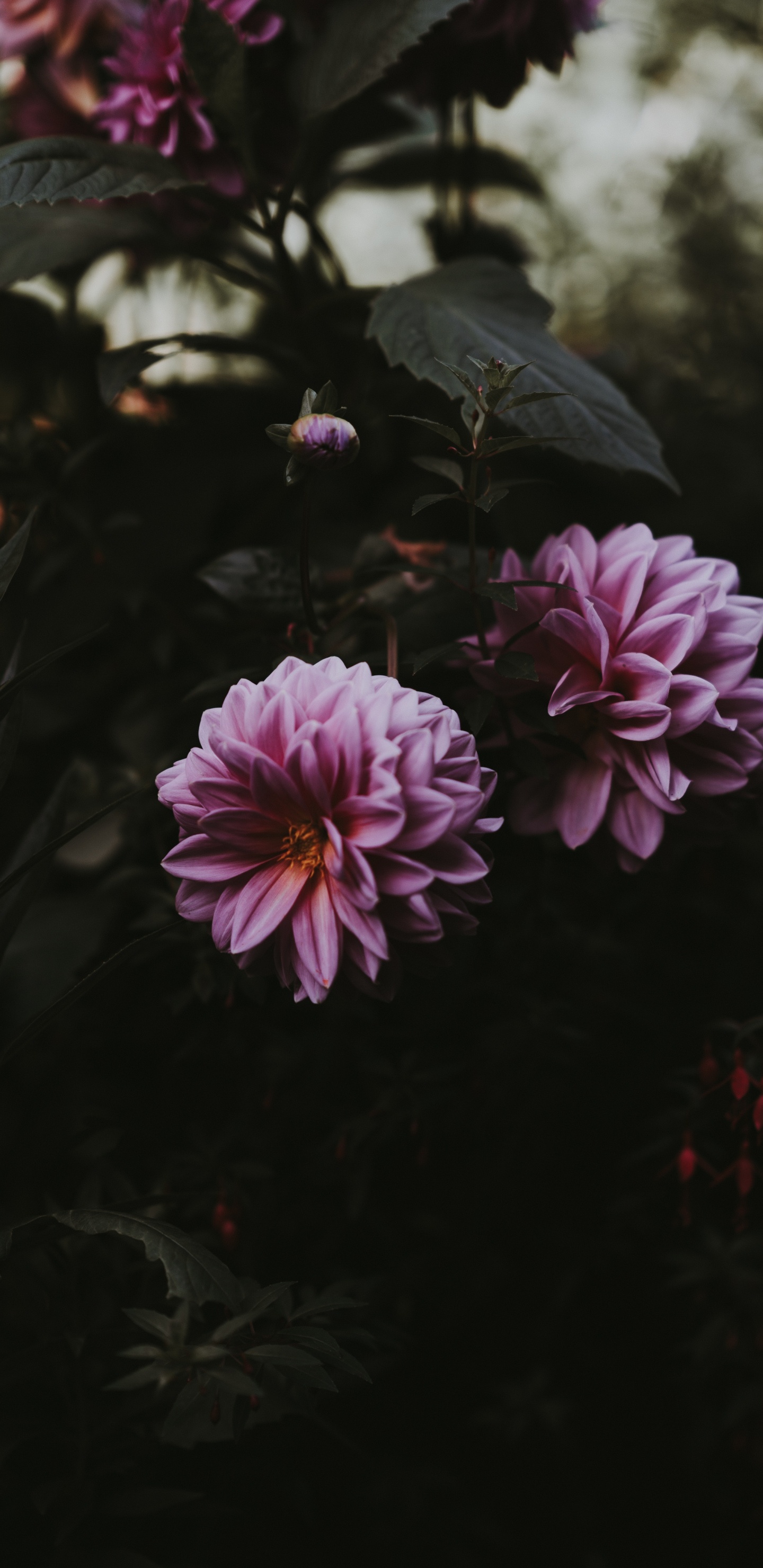 Обои смартфон, цветок, лепесток, розовый, растение в разрешении 1440x2960