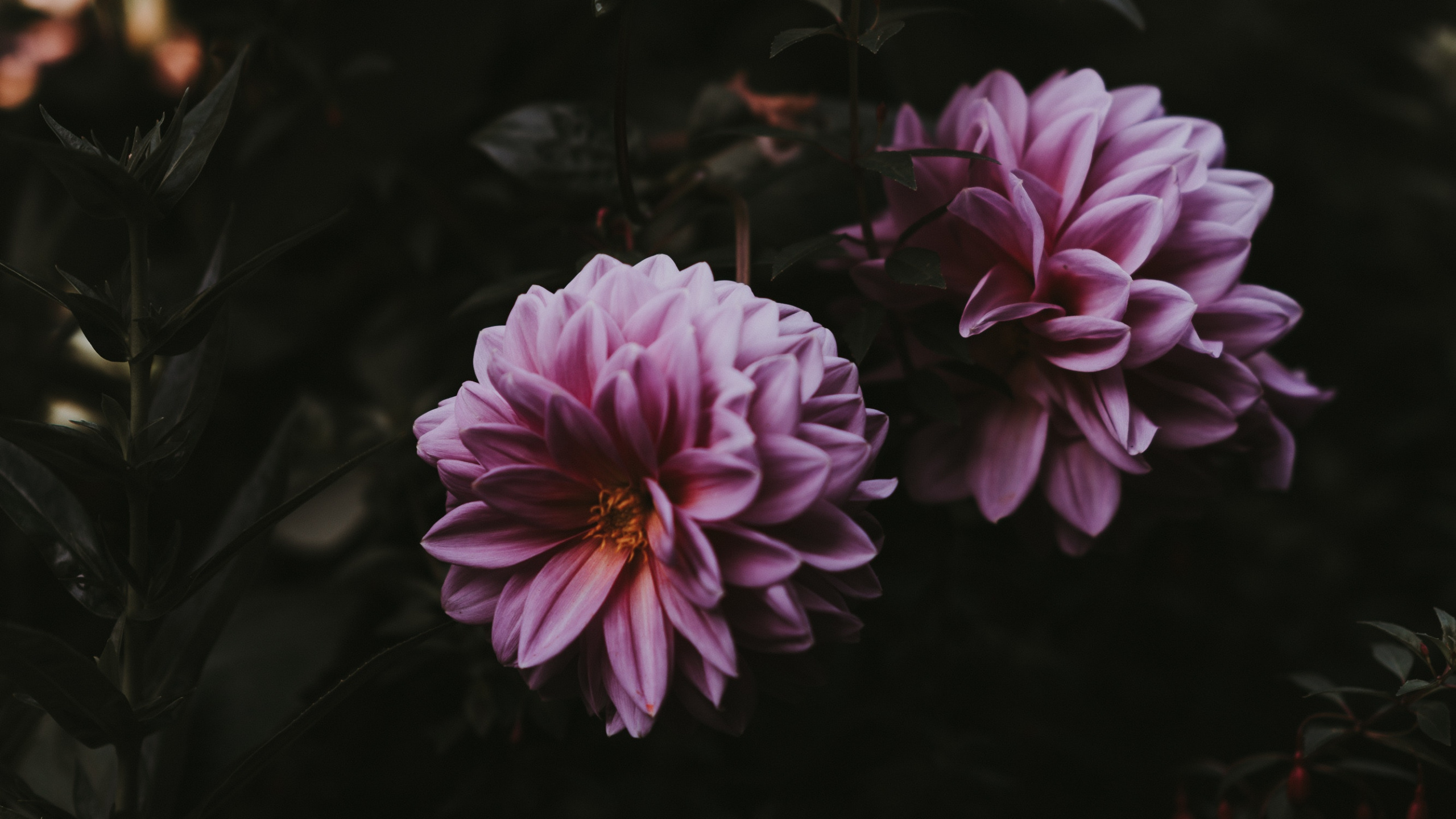 Обои смартфон, цветок, лепесток, розовый, растение в разрешении 2560x1440