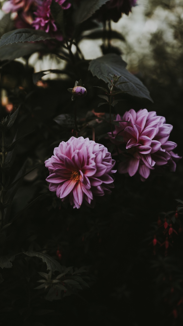 Обои смартфон, цветок, лепесток, розовый, растение в разрешении 720x1280