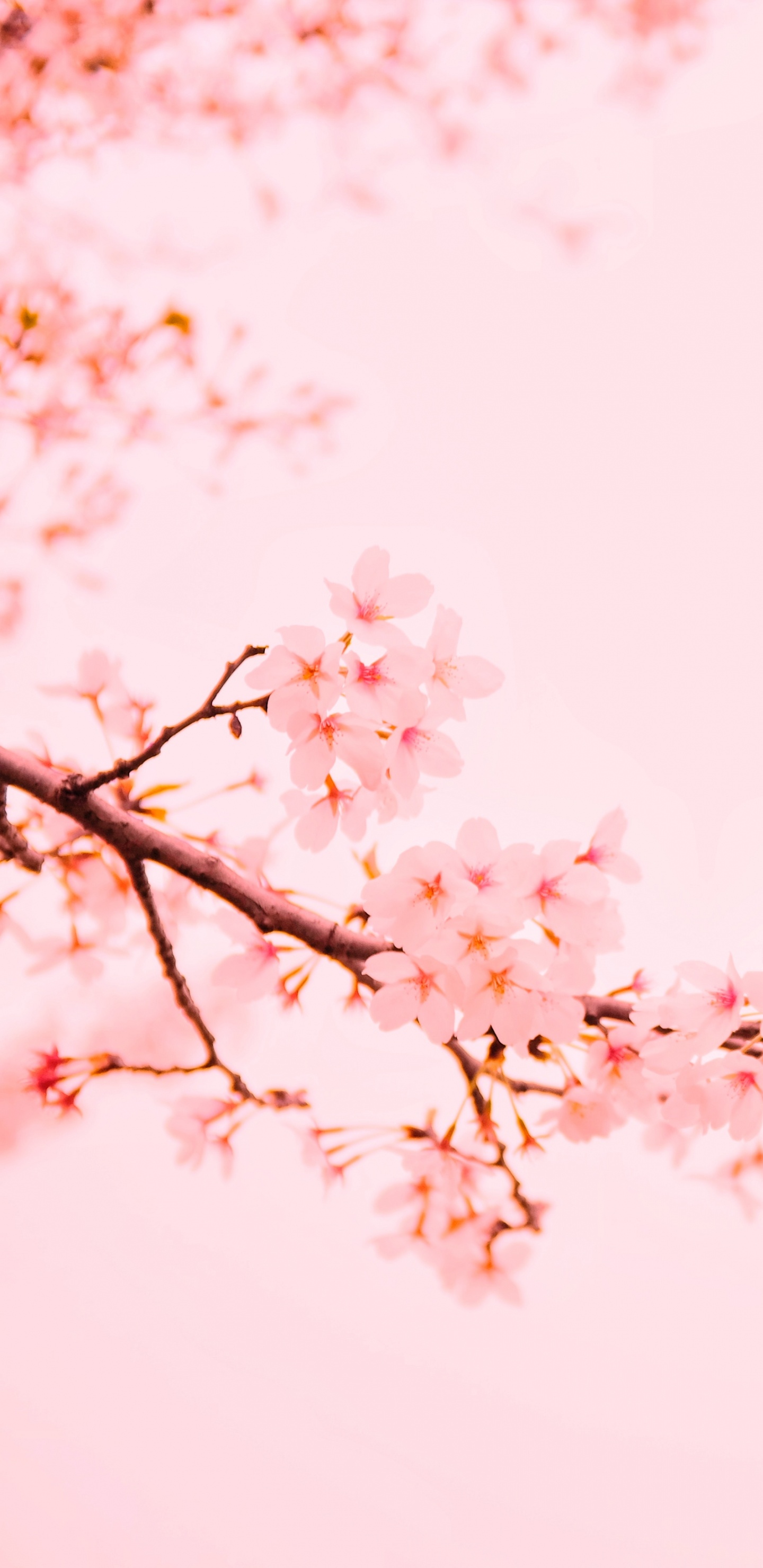 Обои цветок, ветвь, расцвет, розовый, цветение вишни в разрешении 1440x2960