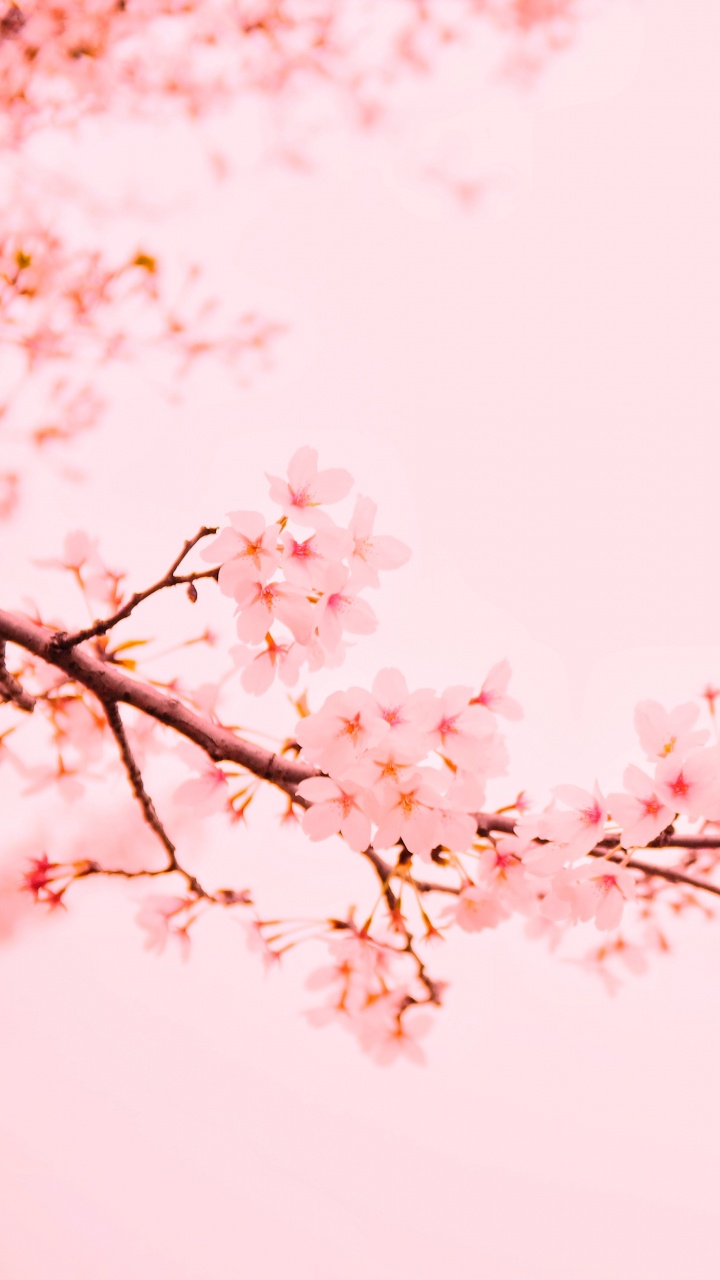 Обои цветок, ветвь, расцвет, розовый, цветение вишни в разрешении 720x1280