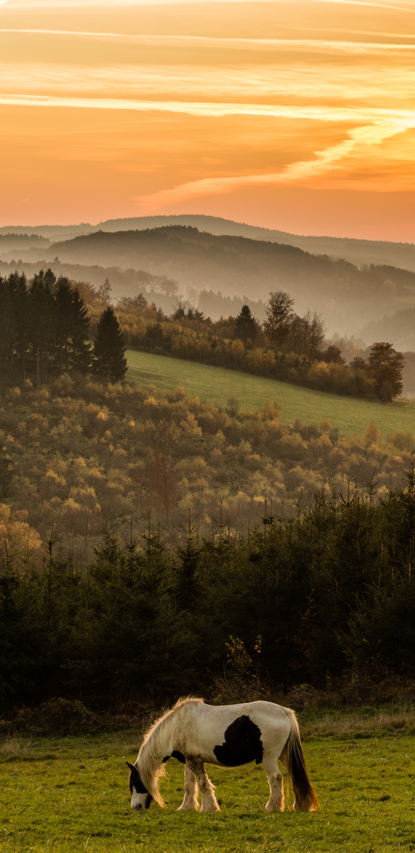 Обои закат, пастбище, выгон, природа, сенокосное угодье в разрешении 1440x2960