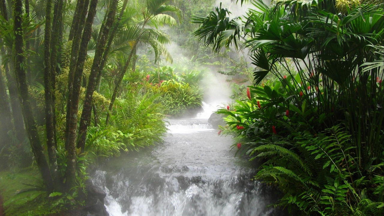 Обои тропические леса, природа, гидроресурсы, растительность, водоем в разрешении 1280x720