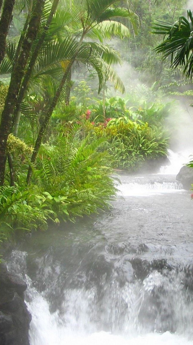 Обои тропические леса, природа, гидроресурсы, растительность, водоем в разрешении 750x1334