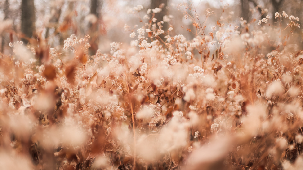 Обои Бэрри Брукс, природа, ветвь, свет, весна в разрешении 1280x720