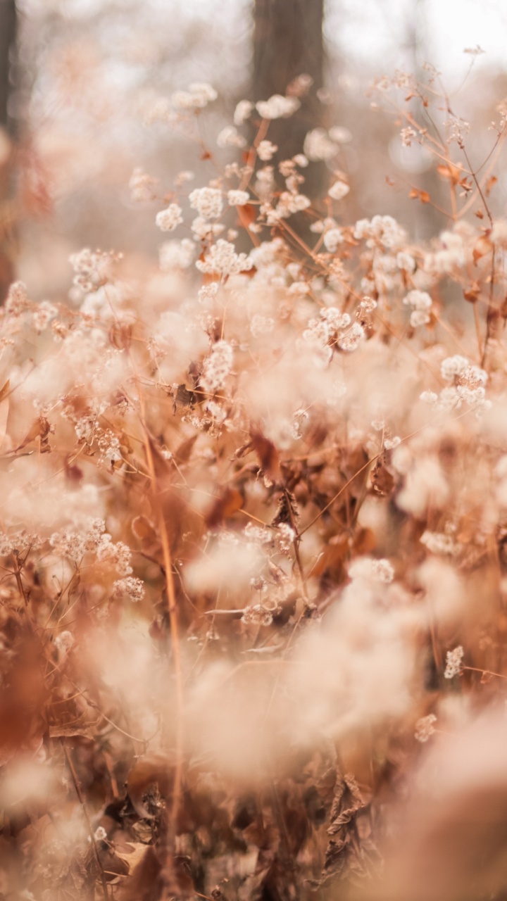 Обои Бэрри Брукс, природа, ветвь, свет, весна в разрешении 720x1280