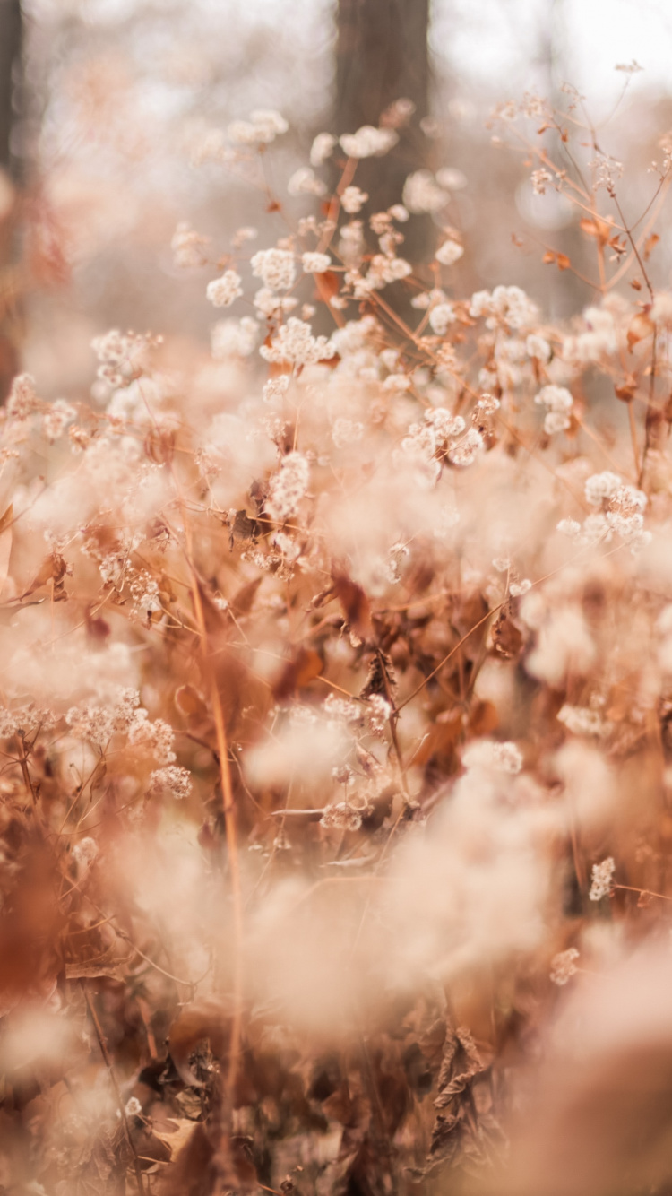 Обои Бэрри Брукс, природа, ветвь, свет, весна в разрешении 750x1334