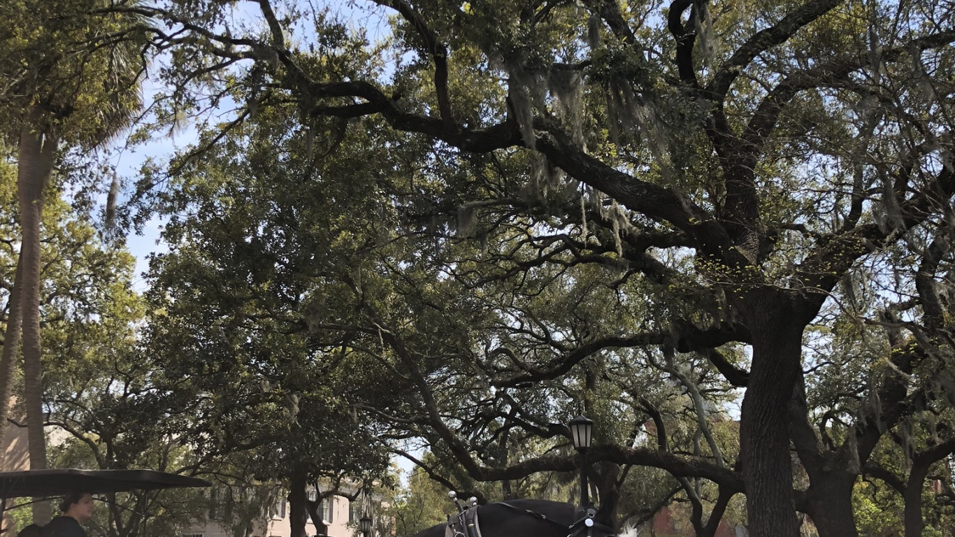 Обои дерево, наука, биология, перевозка, уздечка в разрешении 1366x768