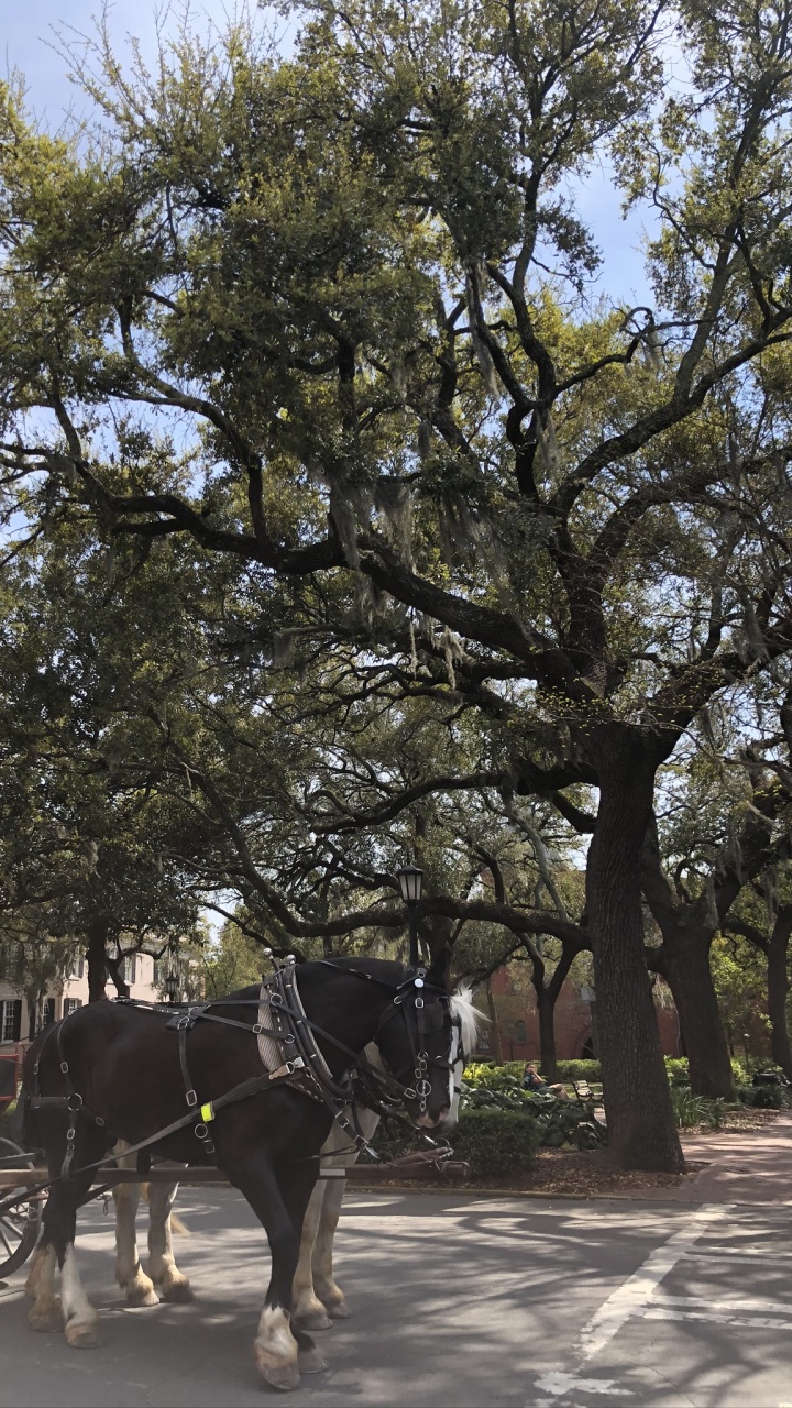 Обои дерево, наука, биология, перевозка, уздечка в разрешении 720x1280