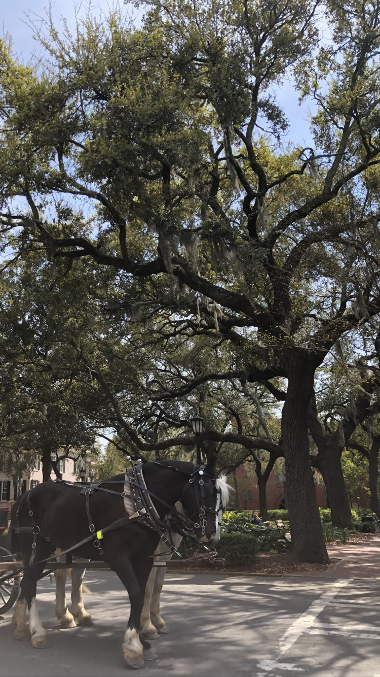 Обои дерево, наука, биология, перевозка, уздечка в разрешении 750x1334