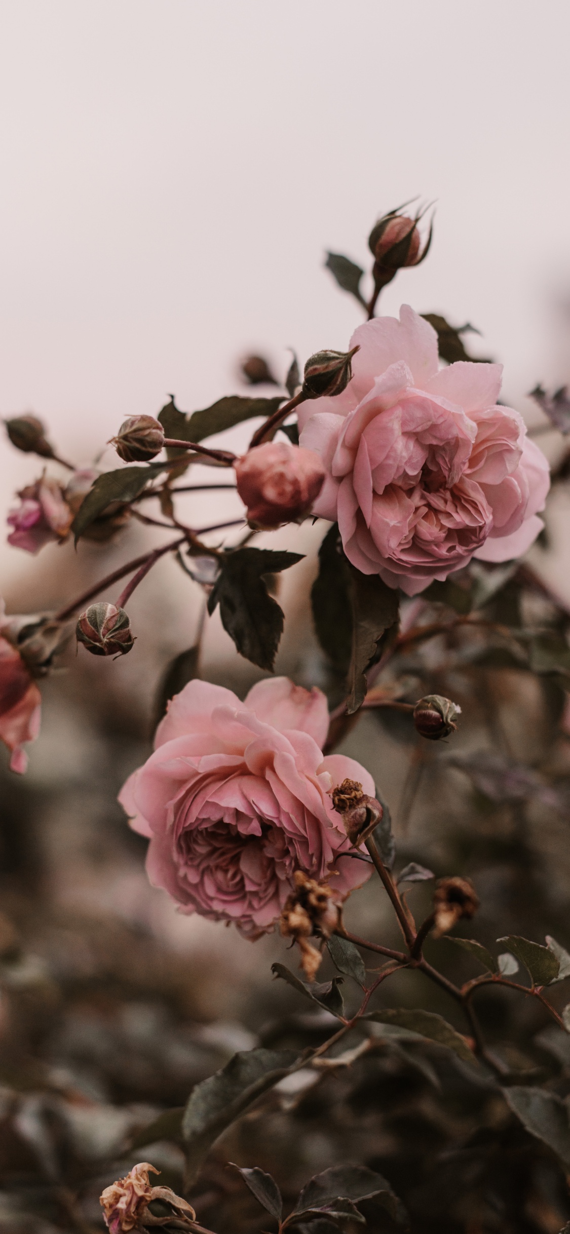Обои цветок, Роза, розовый, лепесток, растение в разрешении 1125x2436