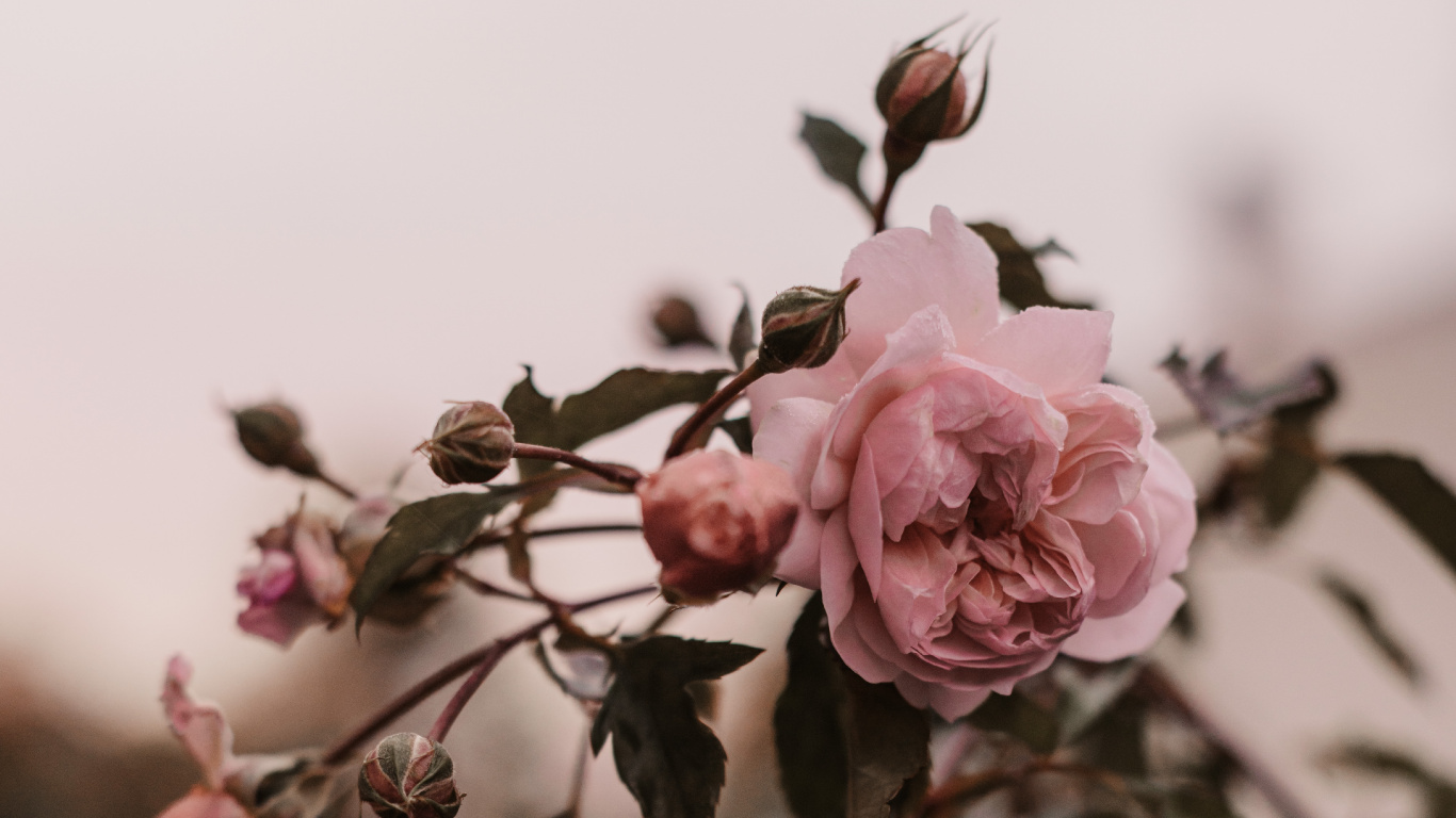 Обои цветок, Роза, розовый, лепесток, растение в разрешении 1366x768