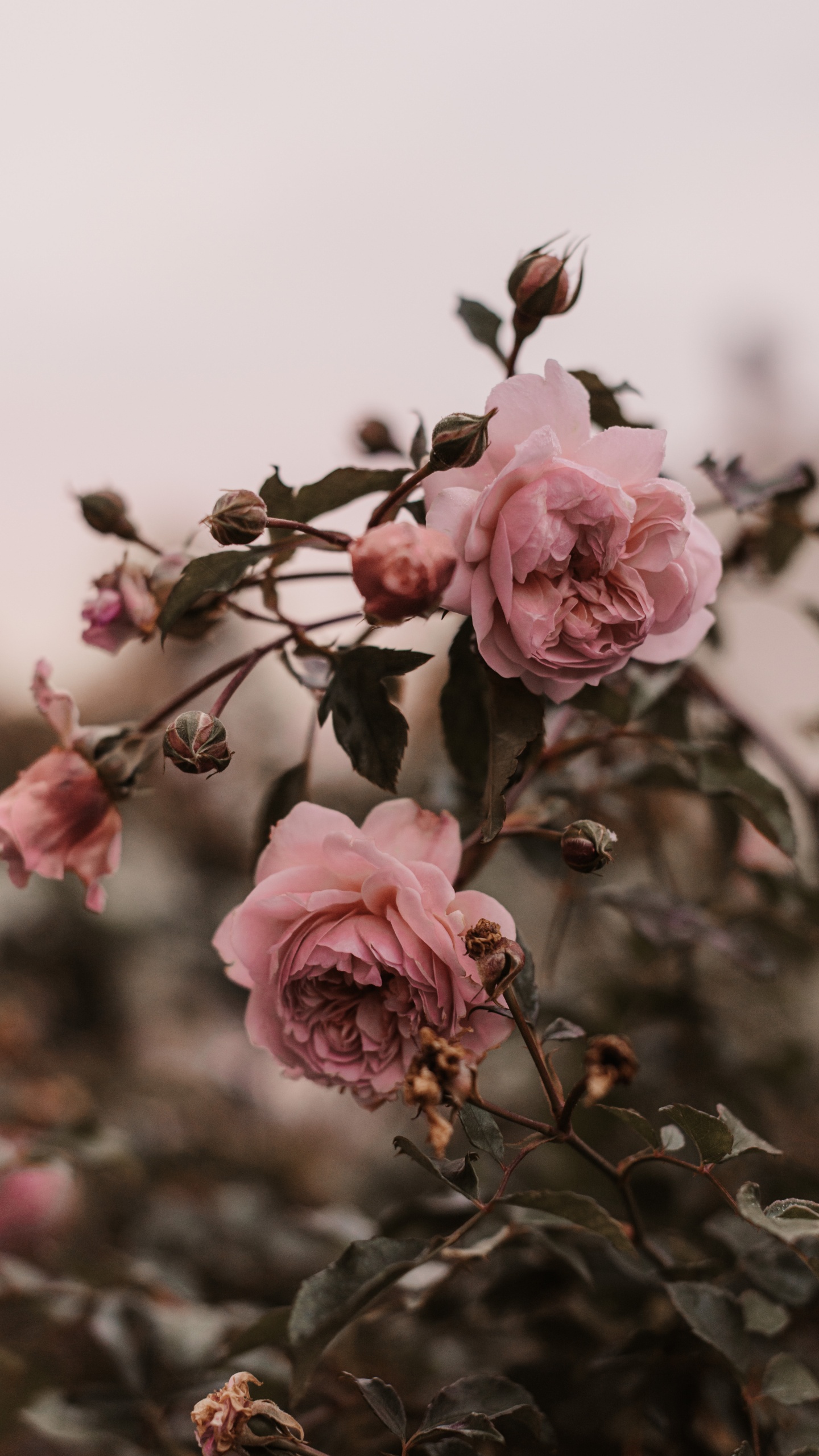 Обои цветок, Роза, розовый, лепесток, растение в разрешении 1440x2560