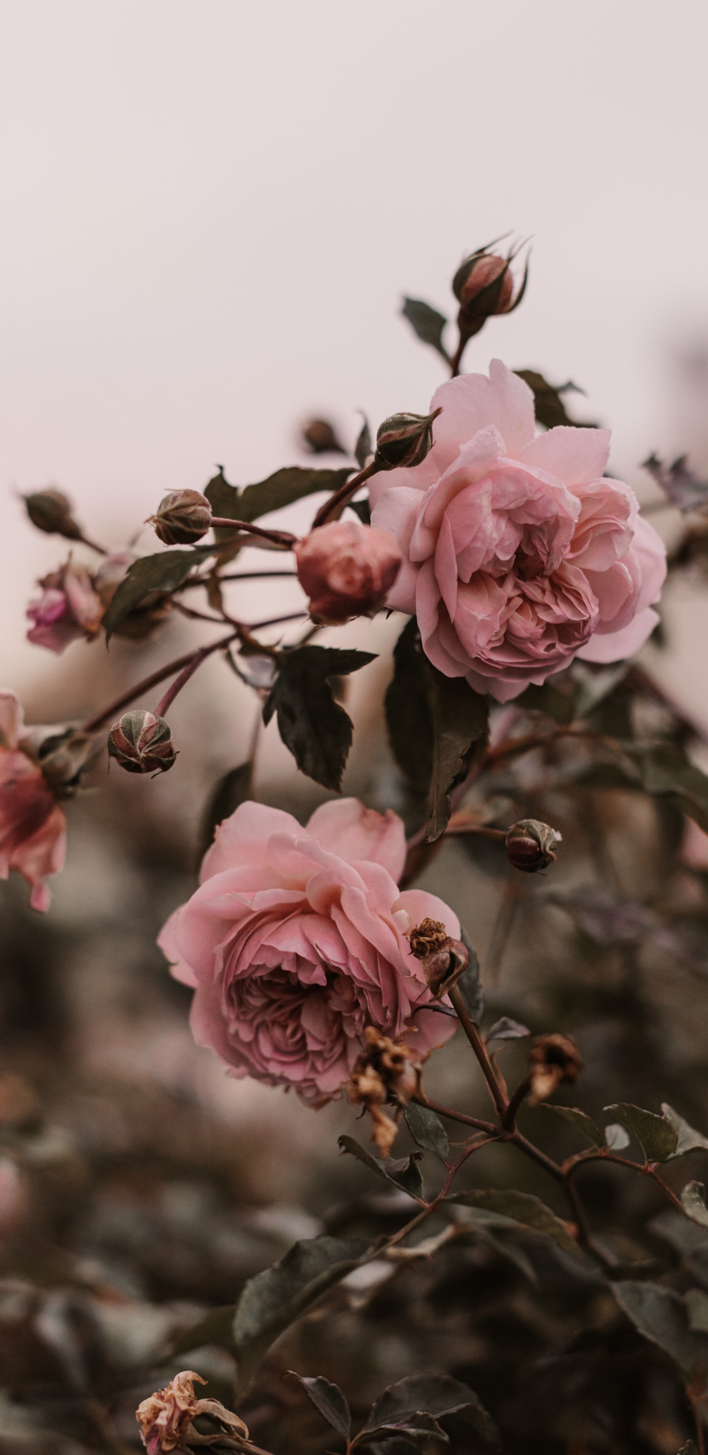 Обои цветок, Роза, розовый, лепесток, растение в разрешении 1440x2960