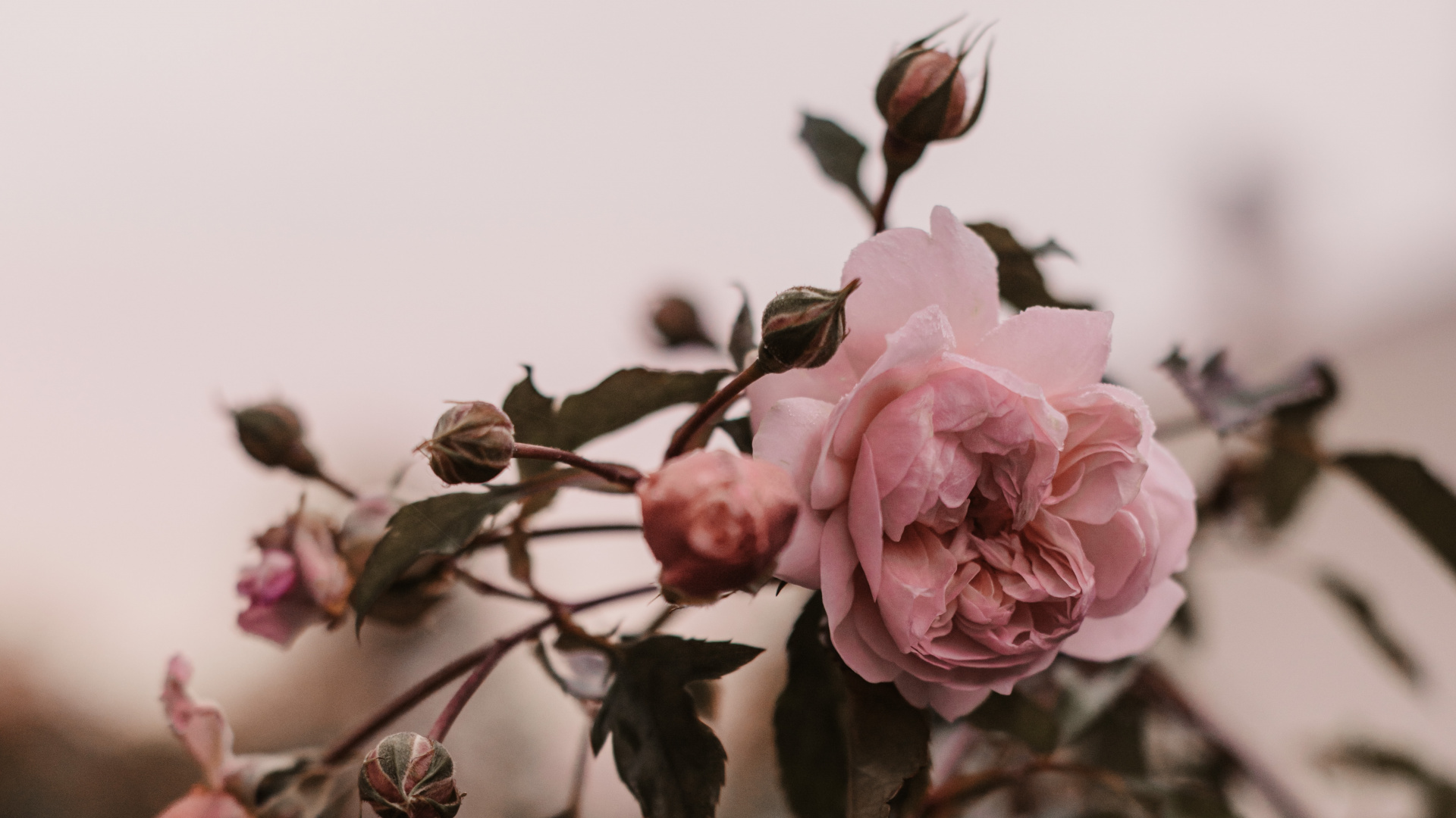 Обои цветок, Роза, розовый, лепесток, растение в разрешении 1920x1080