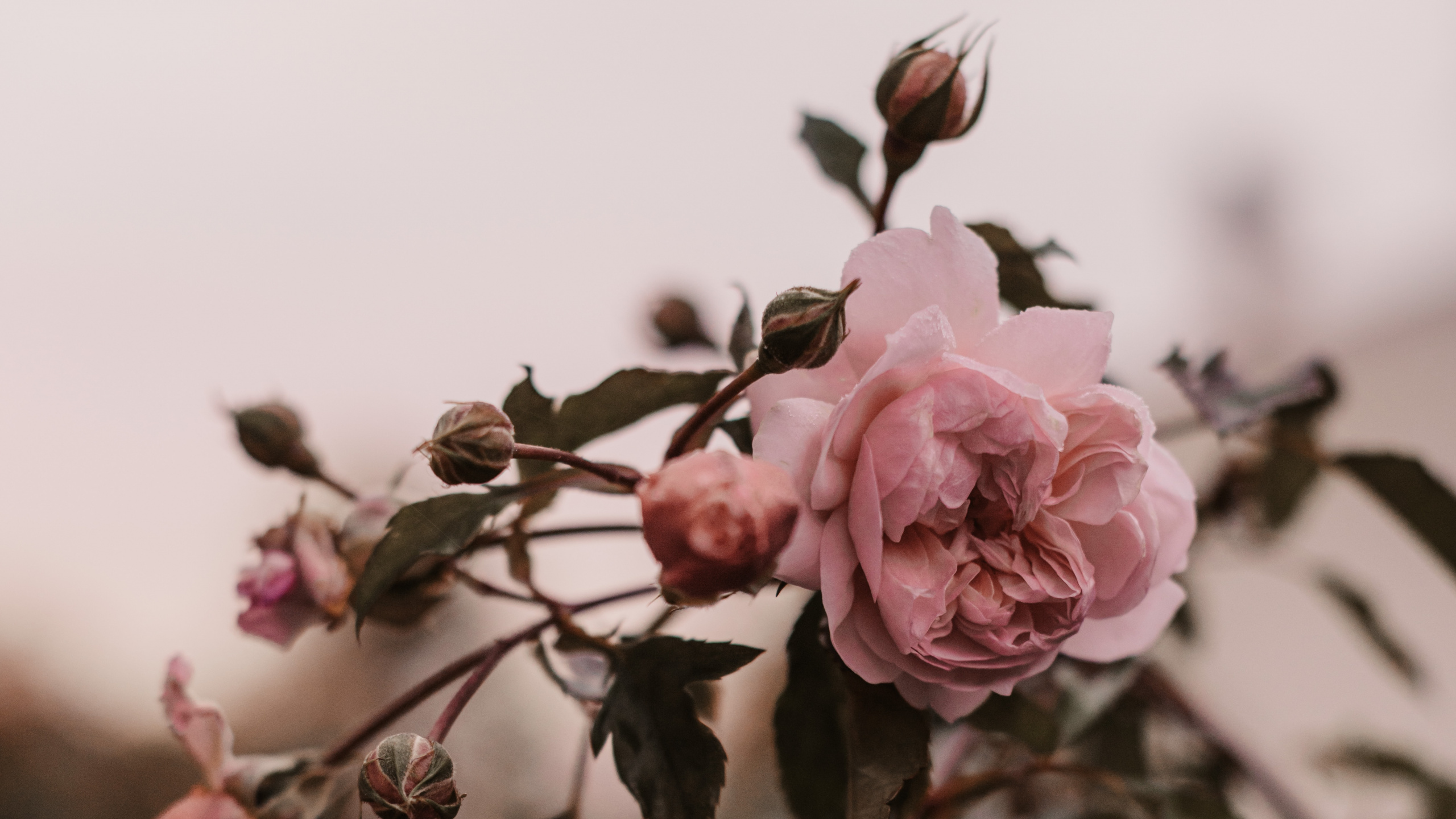 Обои цветок, Роза, розовый, лепесток, растение в разрешении 2560x1440