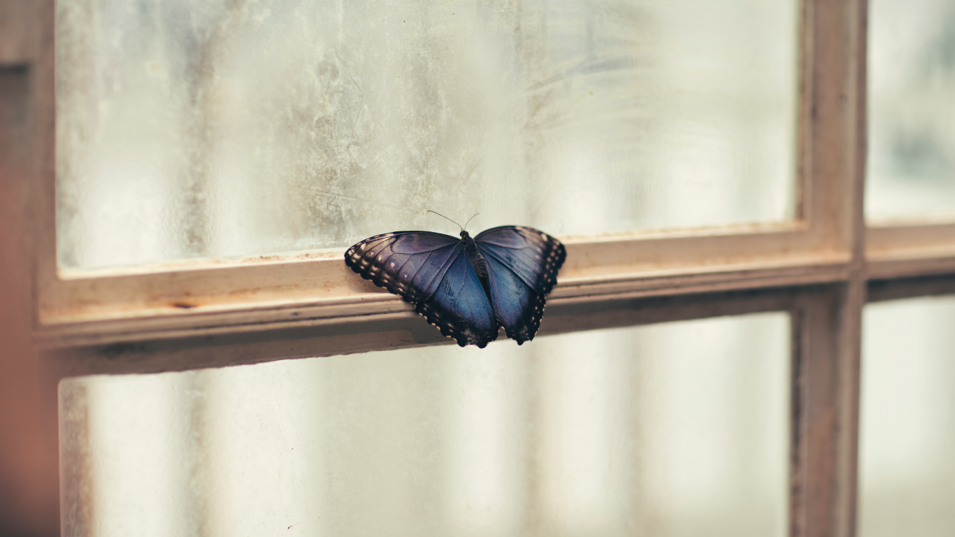 Обои окно, насекомое, бабочка, мотыльки и бабочки, беспозвоночных в разрешении 1366x768