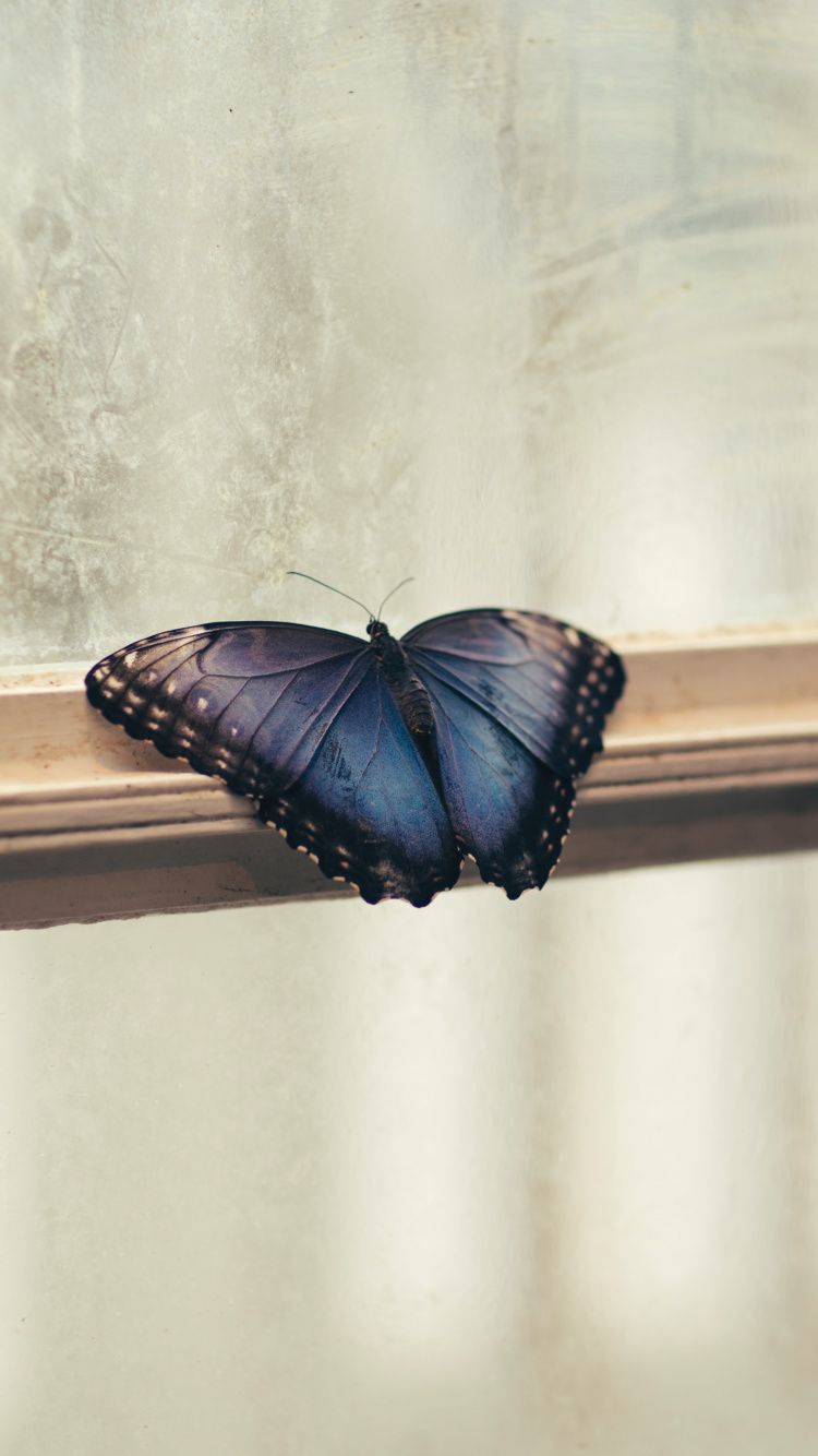 Обои окно, насекомое, бабочка, мотыльки и бабочки, беспозвоночных в разрешении 750x1334