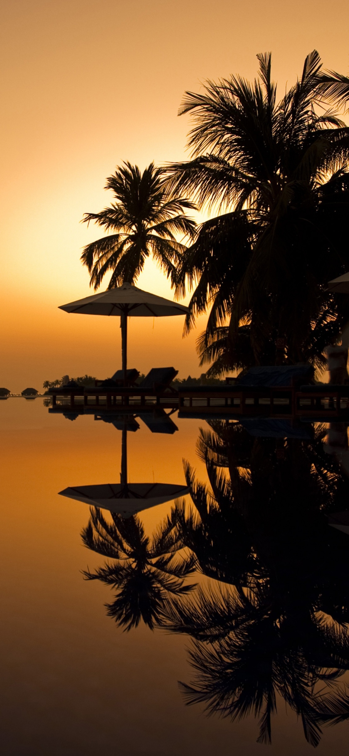 Обои Пальма, дерево, закат, отражение, вечер в разрешении 1125x2436