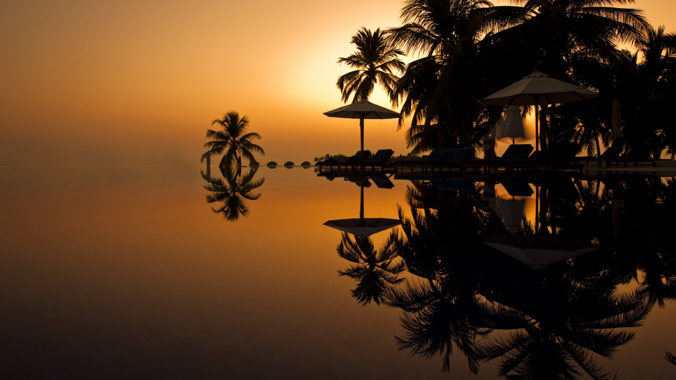 Обои Пальма, дерево, закат, отражение, вечер в разрешении 1366x768