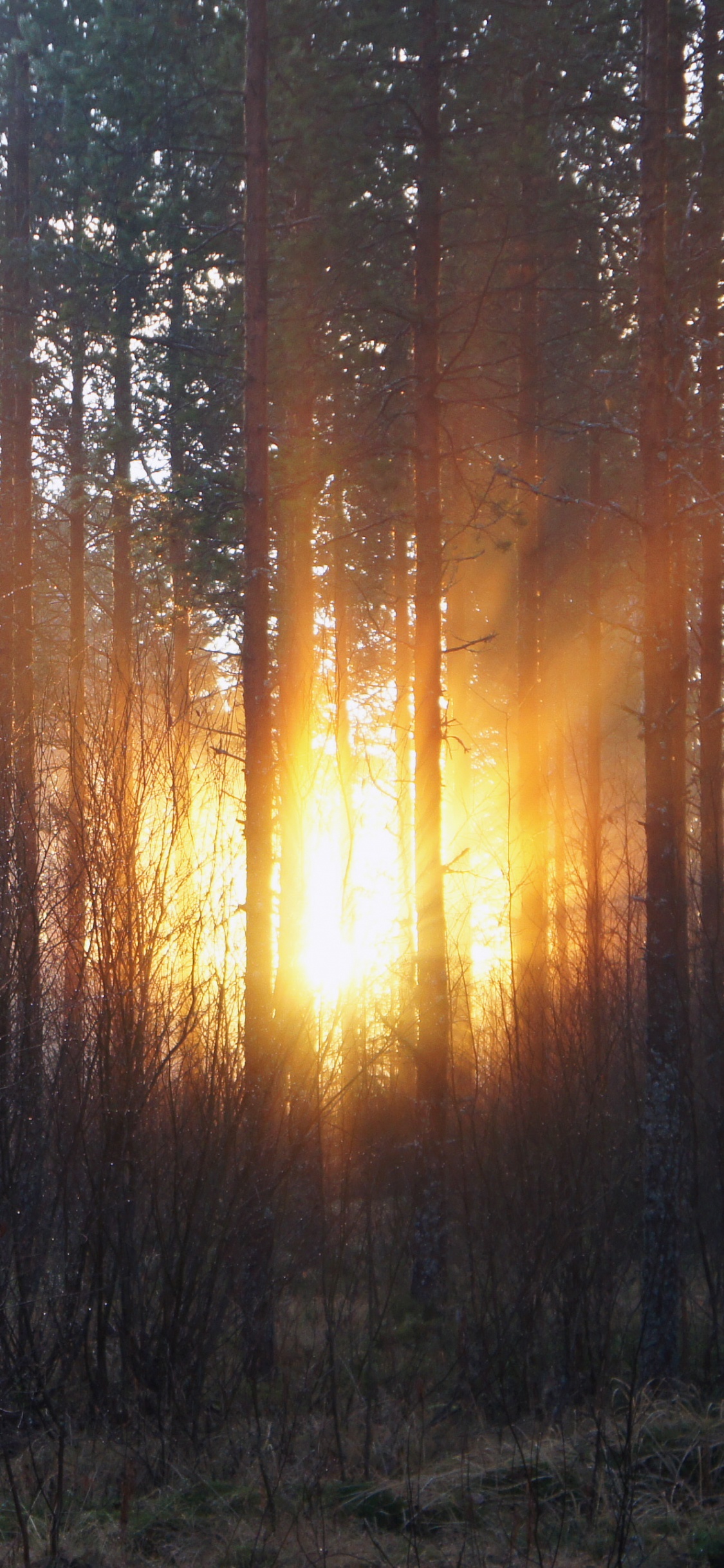 Обои дерево, лес, солнечный свет, свет, лесистая местность в разрешении 1125x2436