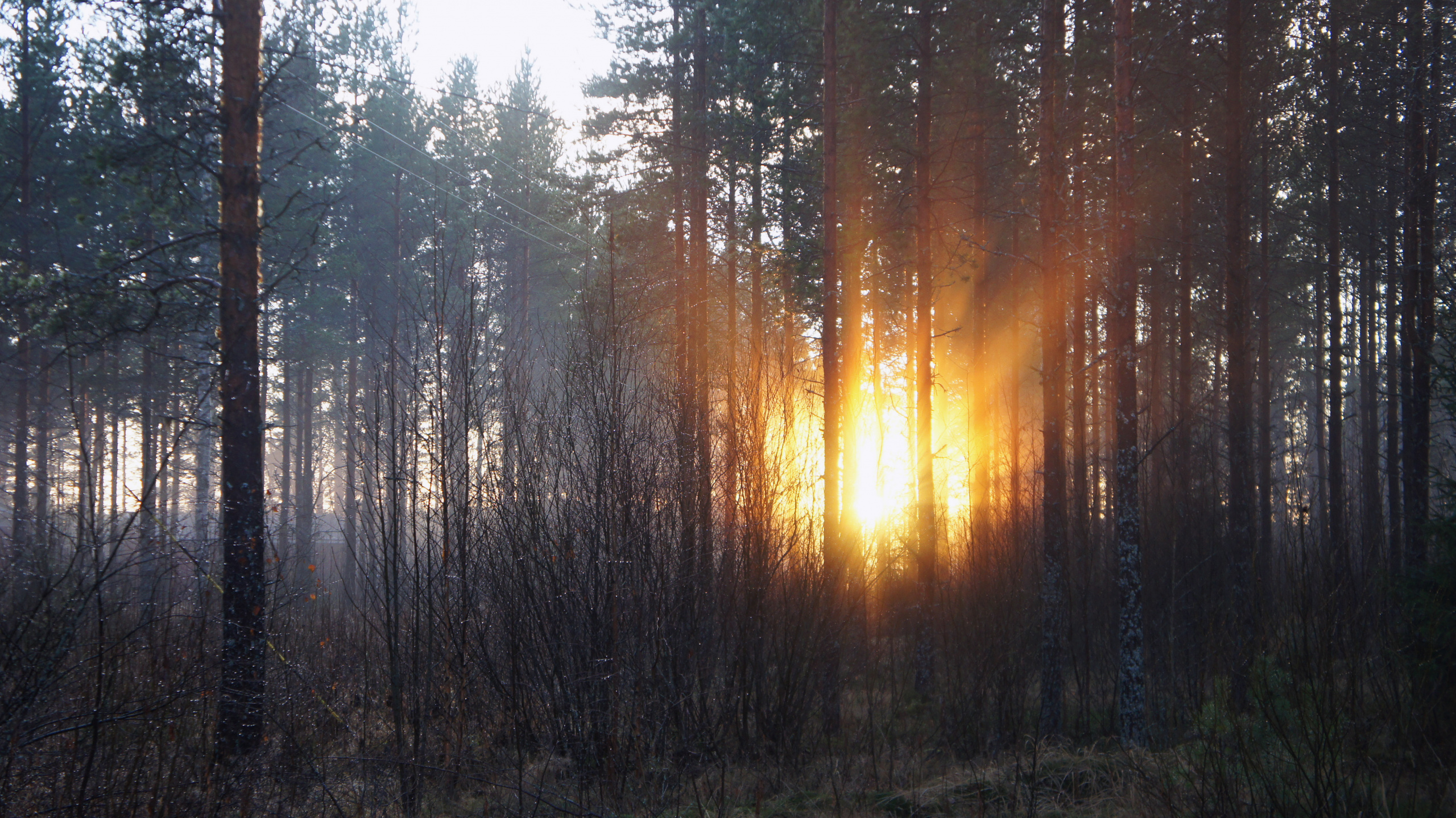 Обои дерево, лес, солнечный свет, свет, лесистая местность в разрешении 2560x1440