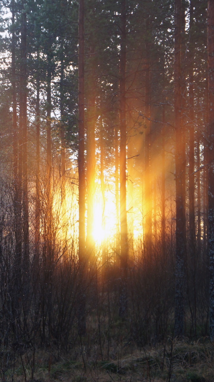 Обои дерево, лес, солнечный свет, свет, лесистая местность в разрешении 720x1280