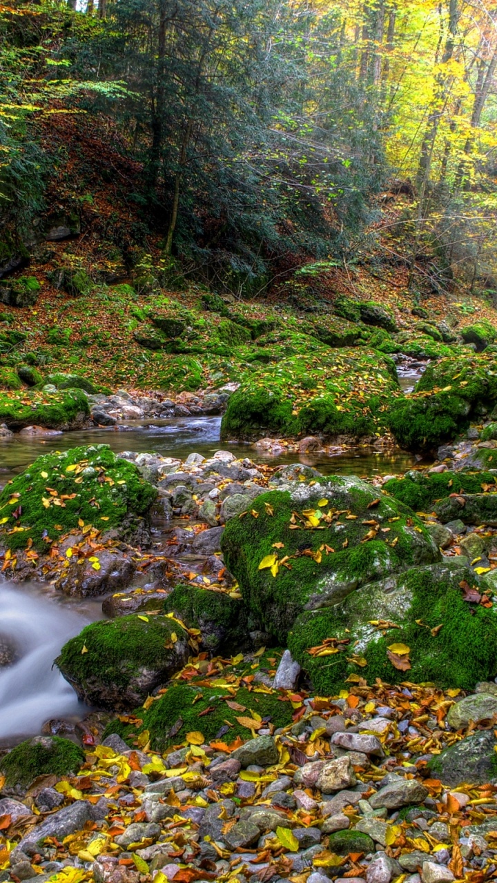 Обои поток, природа, водоток, лист, вода в разрешении 720x1280