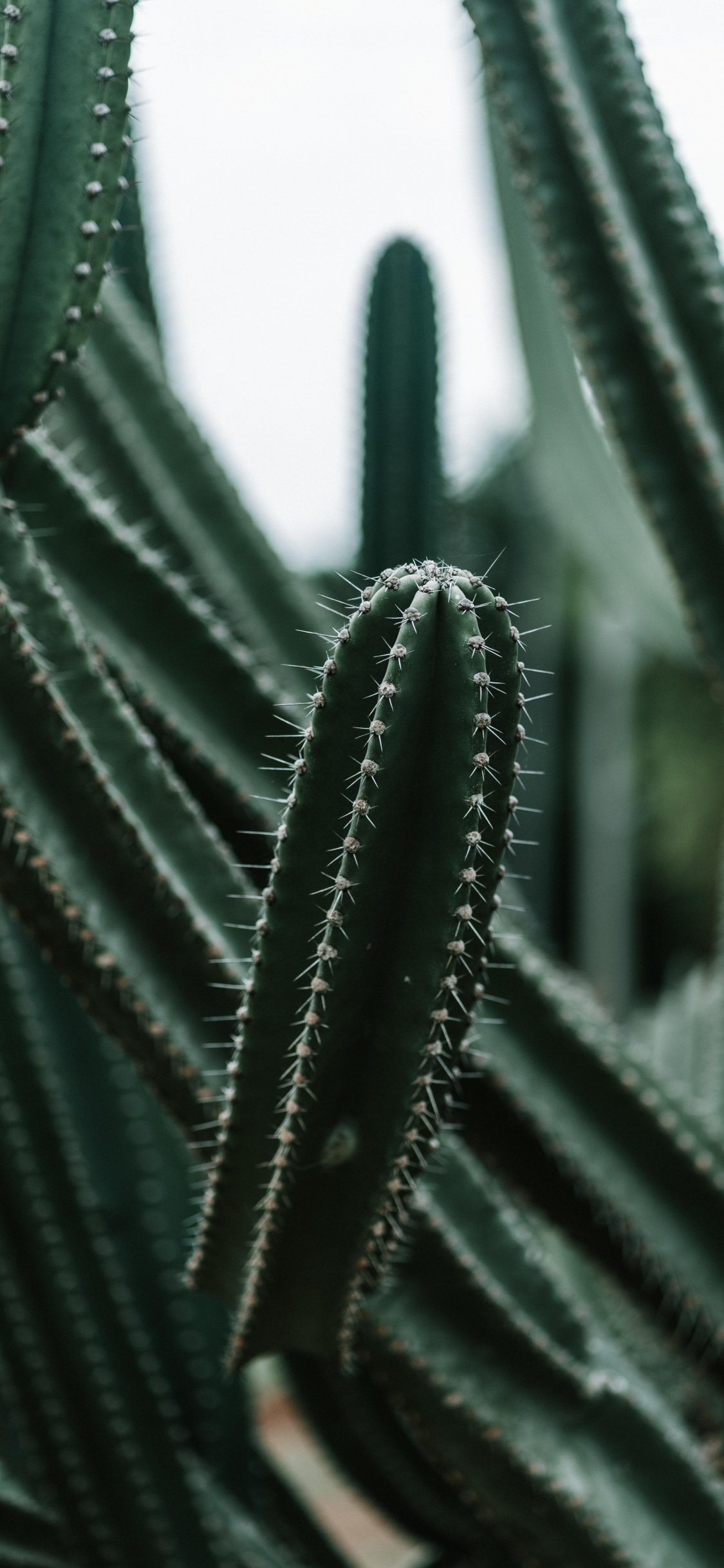 Обои кактус, зеленый, цереус, Сан-Педро кактус, растение в разрешении 1125x2436