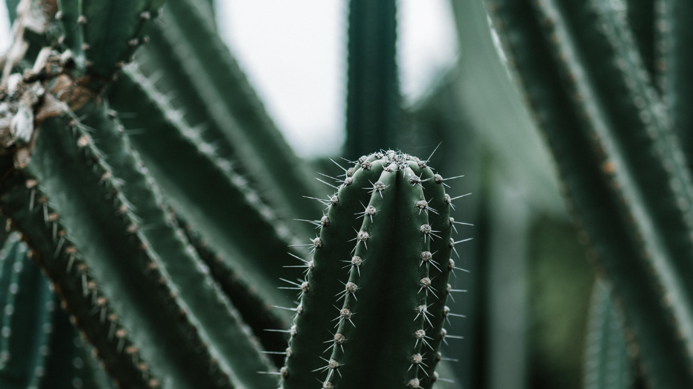 Обои кактус, зеленый, цереус, Сан-Педро кактус, растение в разрешении 1366x768