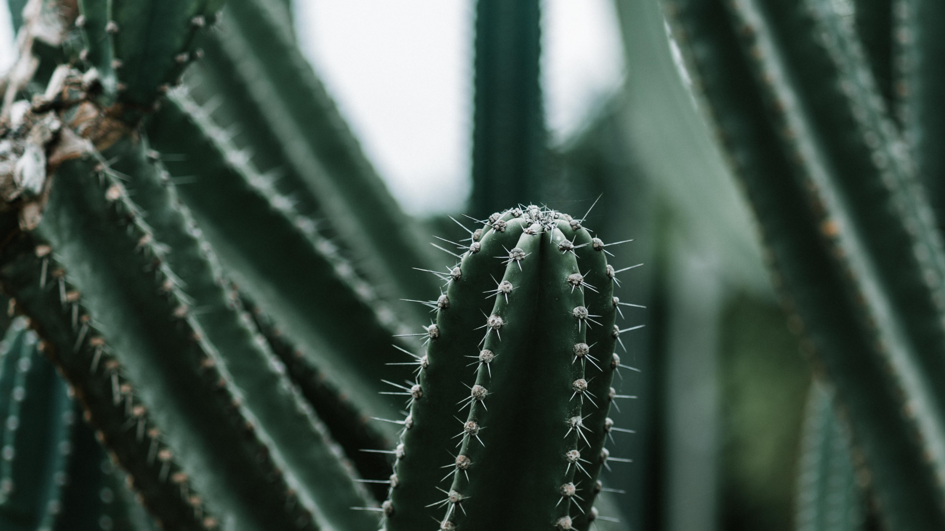 Обои кактус, зеленый, цереус, Сан-Педро кактус, растение в разрешении 1920x1080