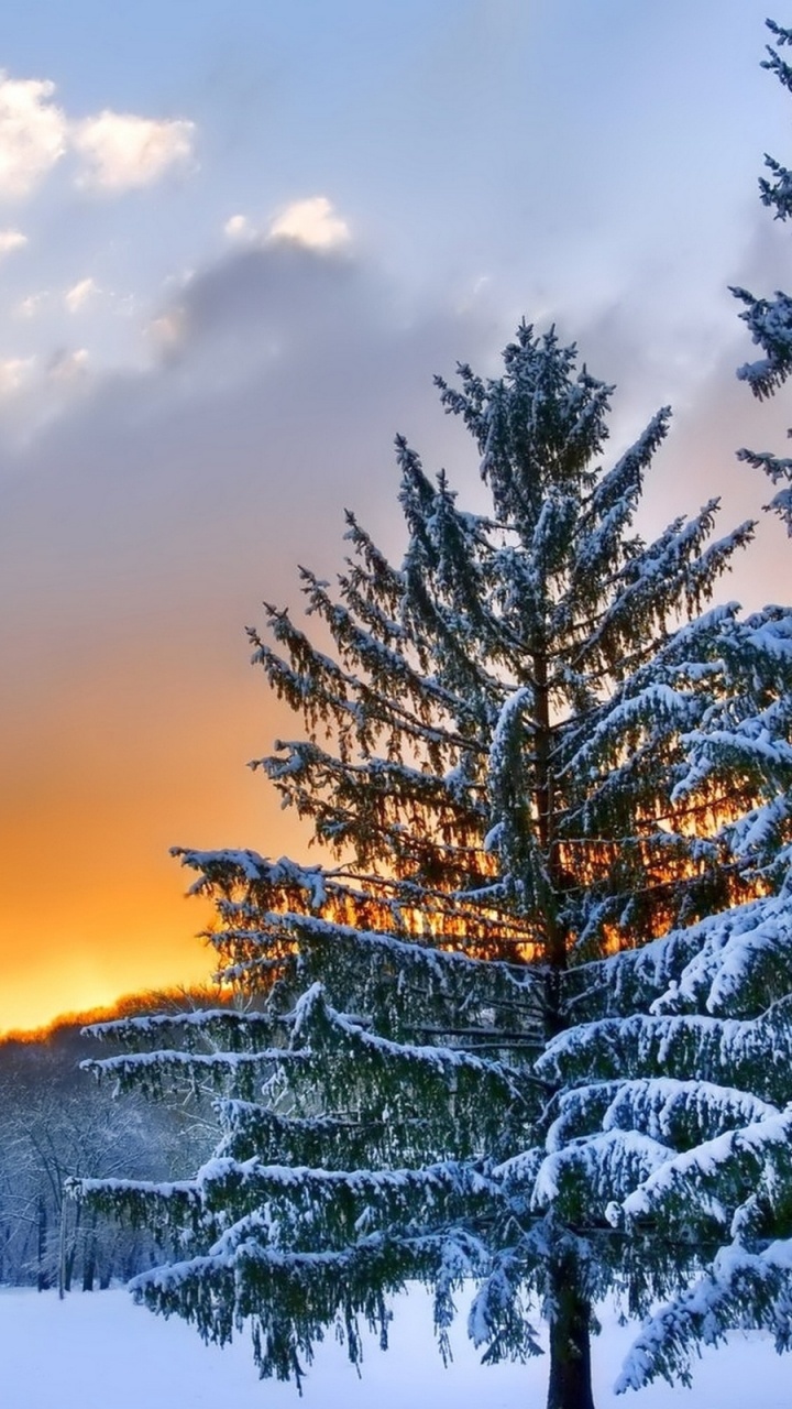 Обои дерево, снег, зима, природа, облако в разрешении 720x1280