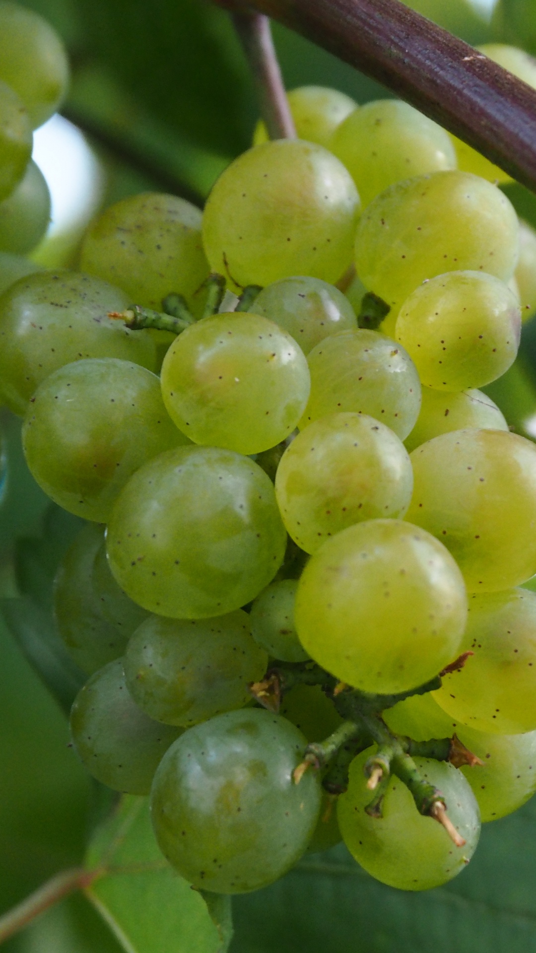 Обои вино, виноградная лоза, ягоды, фрукты, цветковое растение в разрешении 1080x1920