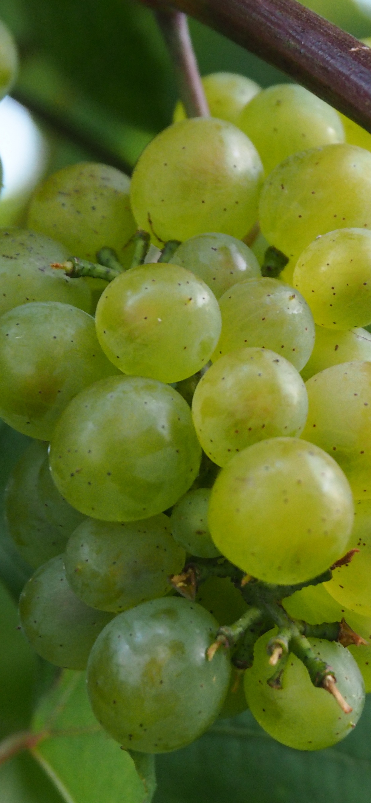 Обои вино, виноградная лоза, ягоды, фрукты, цветковое растение в разрешении 1242x2688