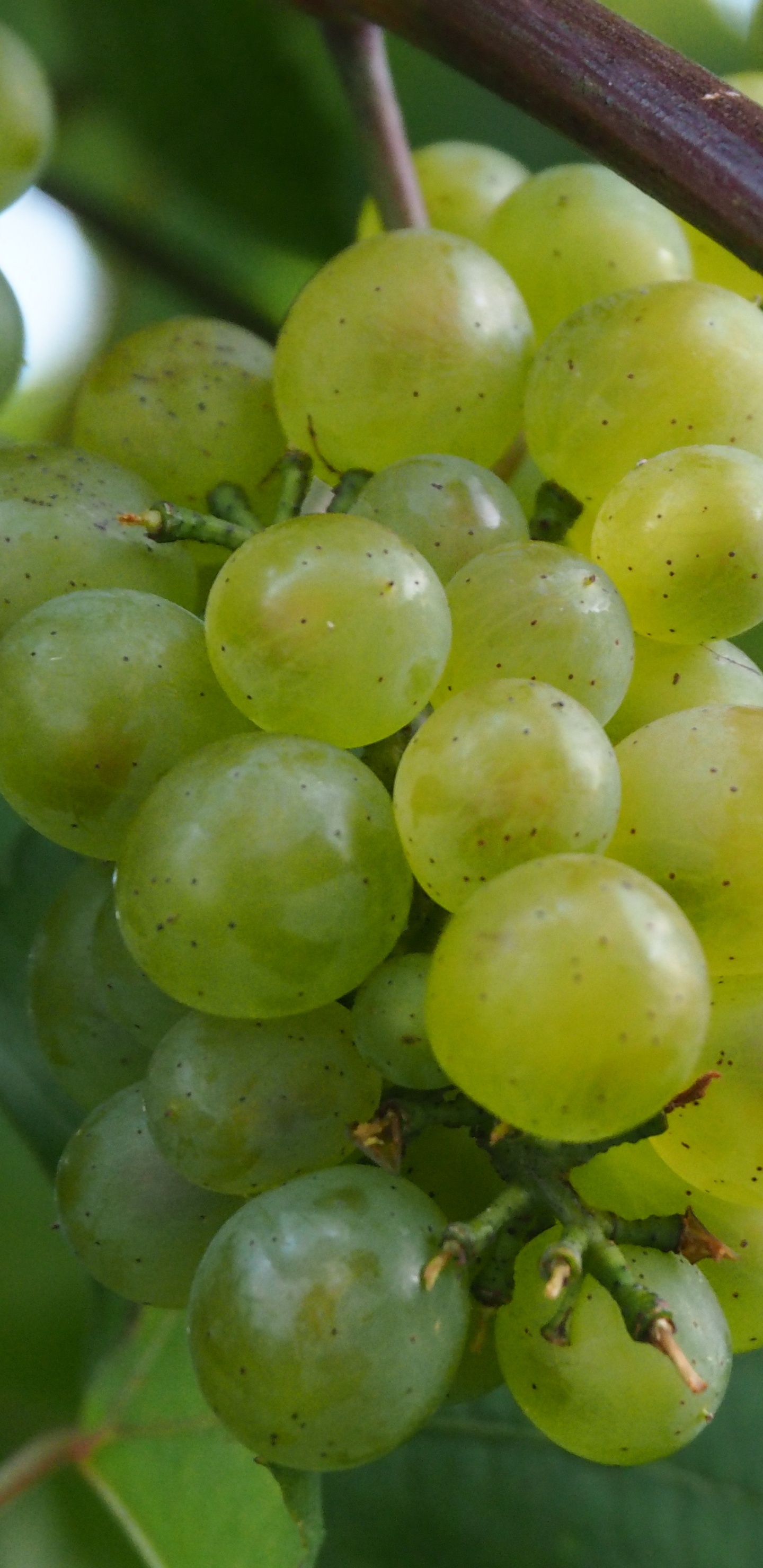 Обои вино, виноградная лоза, ягоды, фрукты, цветковое растение в разрешении 1440x2960