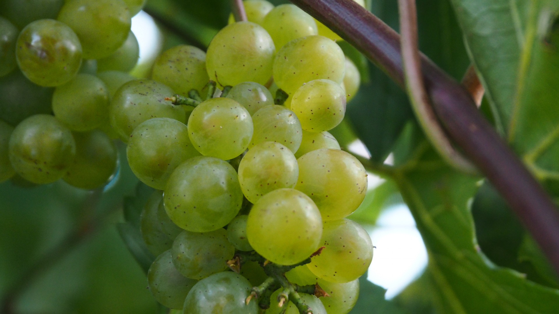 Обои вино, виноградная лоза, ягоды, фрукты, цветковое растение в разрешении 1920x1080