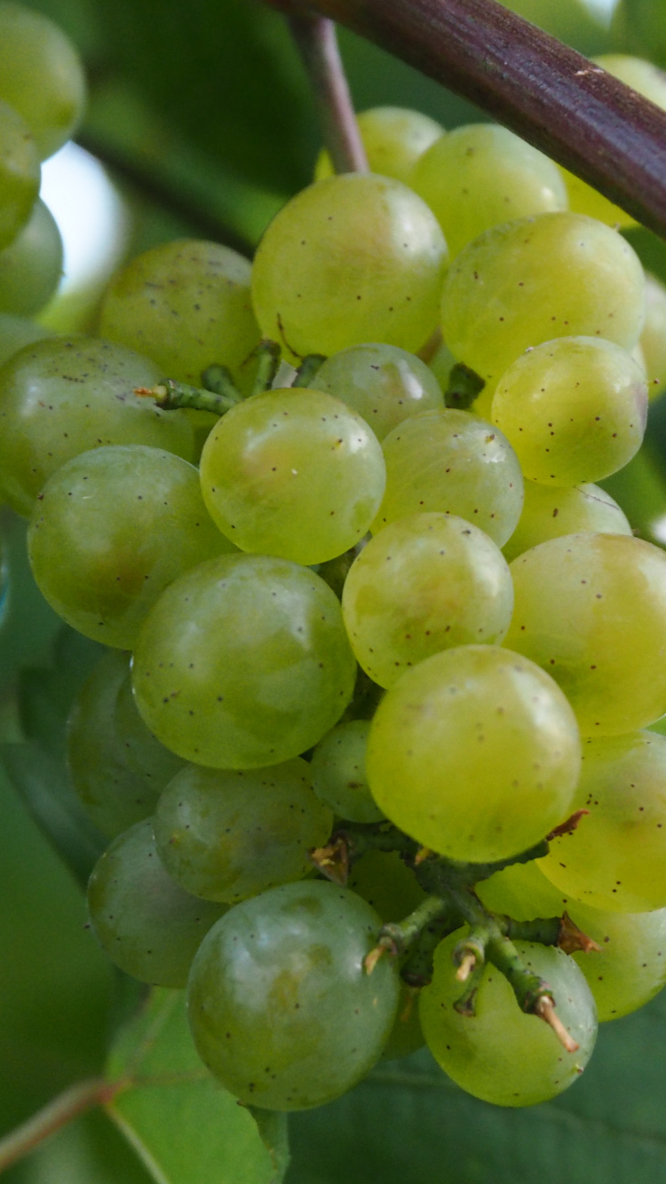 Обои вино, виноградная лоза, ягоды, фрукты, цветковое растение в разрешении 750x1334