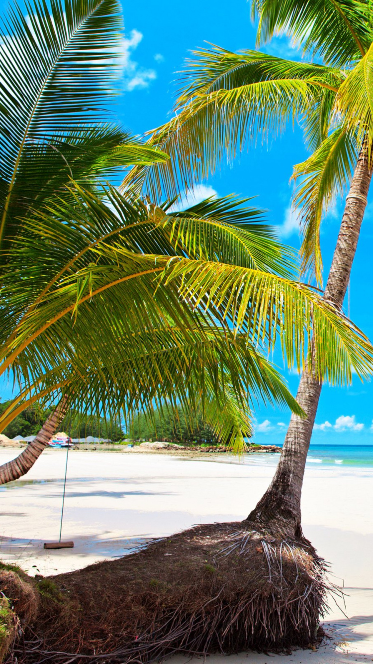 Обои пляж, тропическая зона, Пальма, Карибский бассейн, отпуск в разрешении 750x1334
